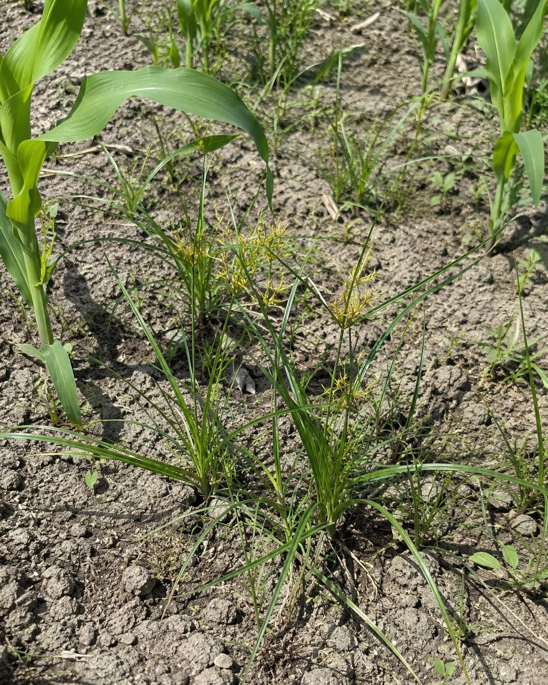 Knolcyperus, oefenbeeld uit de AgriLearn-beeldenbank