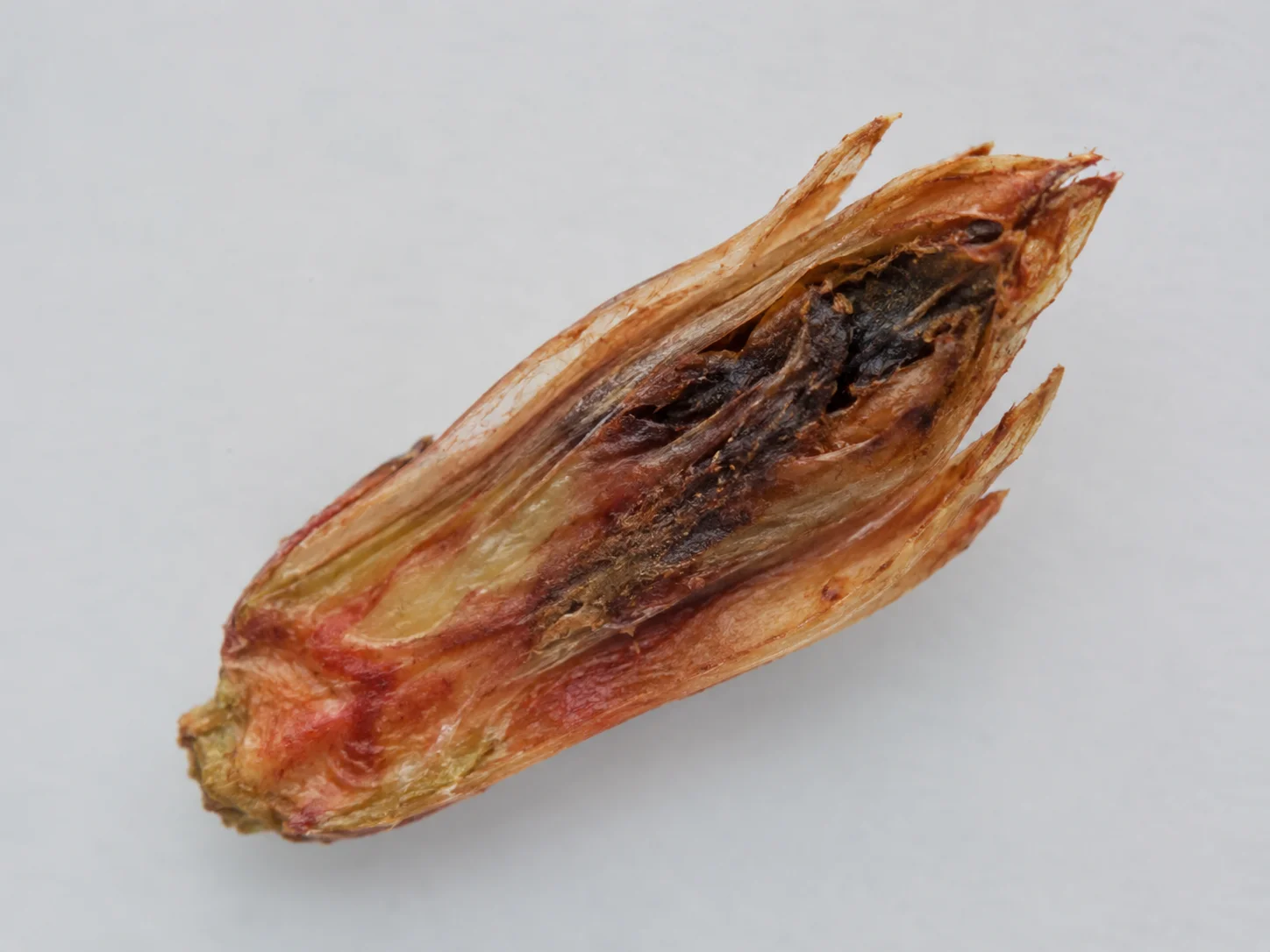 Knop- en bloesemsterfte, oefenbeeld uit de AgriLearn-beeldenbank