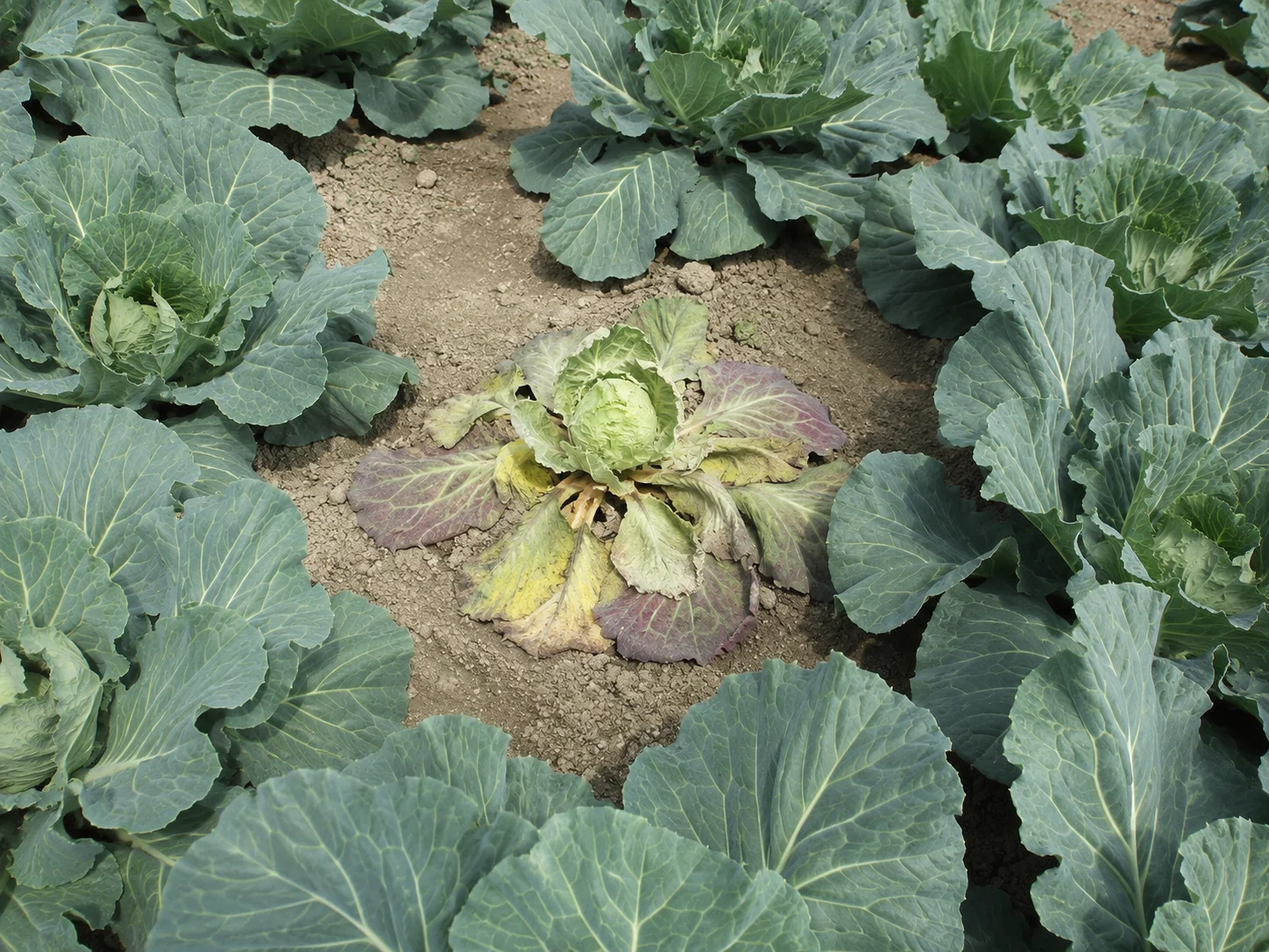 Koolvlieg, oefenbeeld uit de AgriLearn-beeldenbank