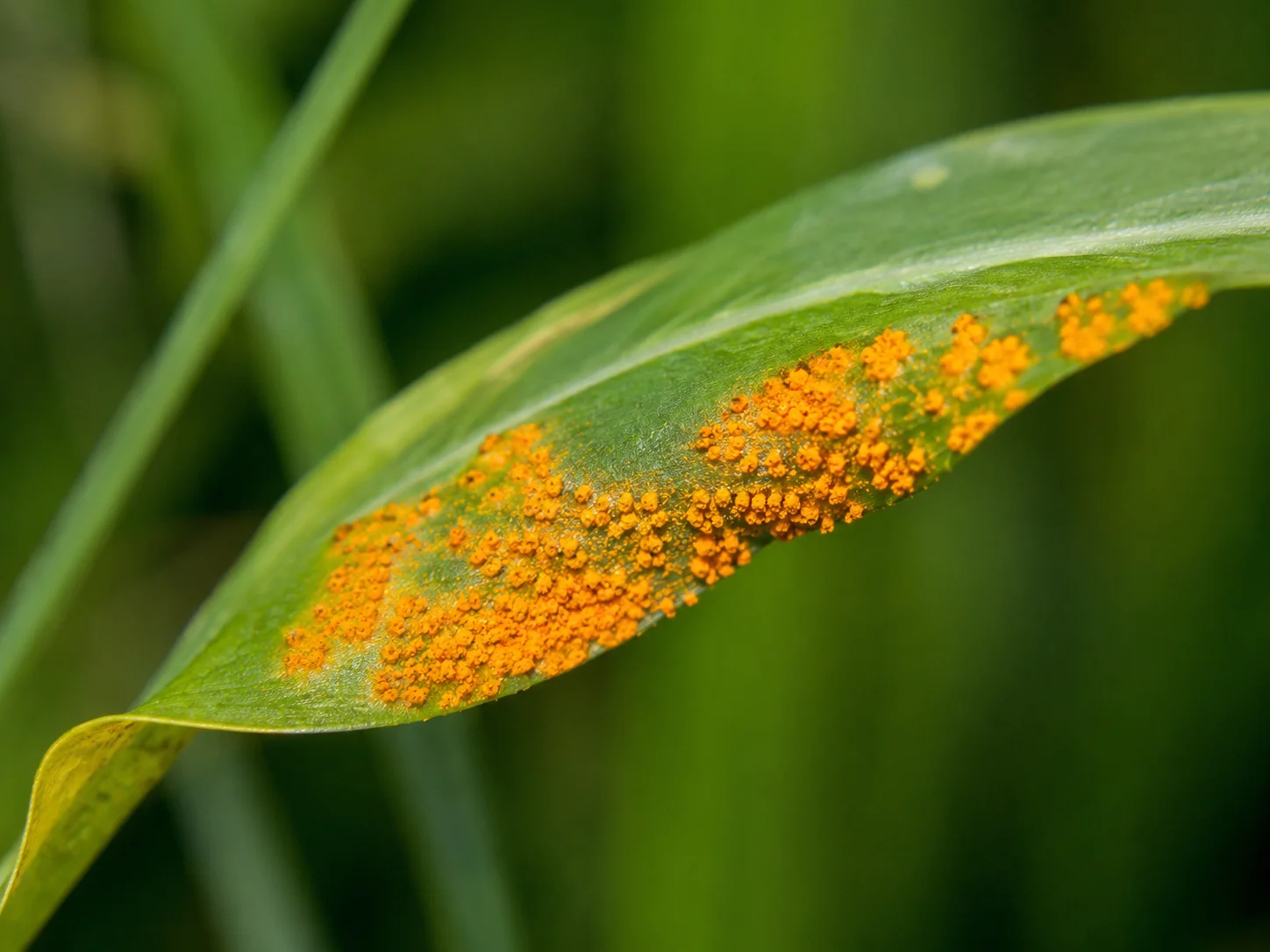 Kroonroest, oefenbeeld uit de AgriLearn-beeldenbank