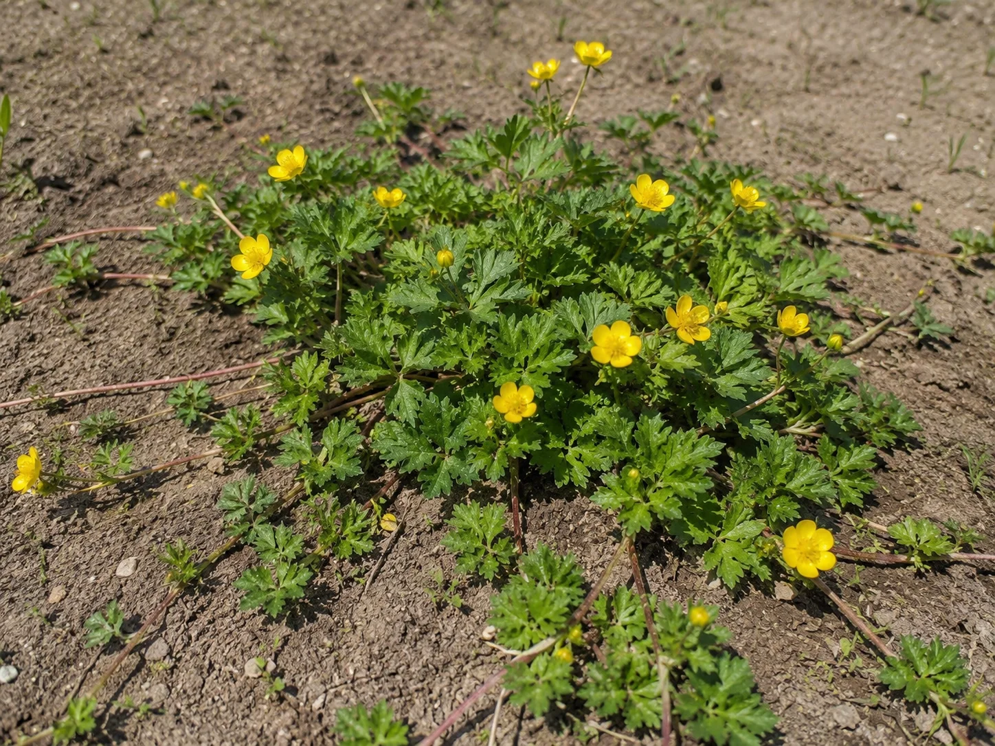 Kruipende boterbloem, oefenbeeld uit de AgriLearn-beeldenbank