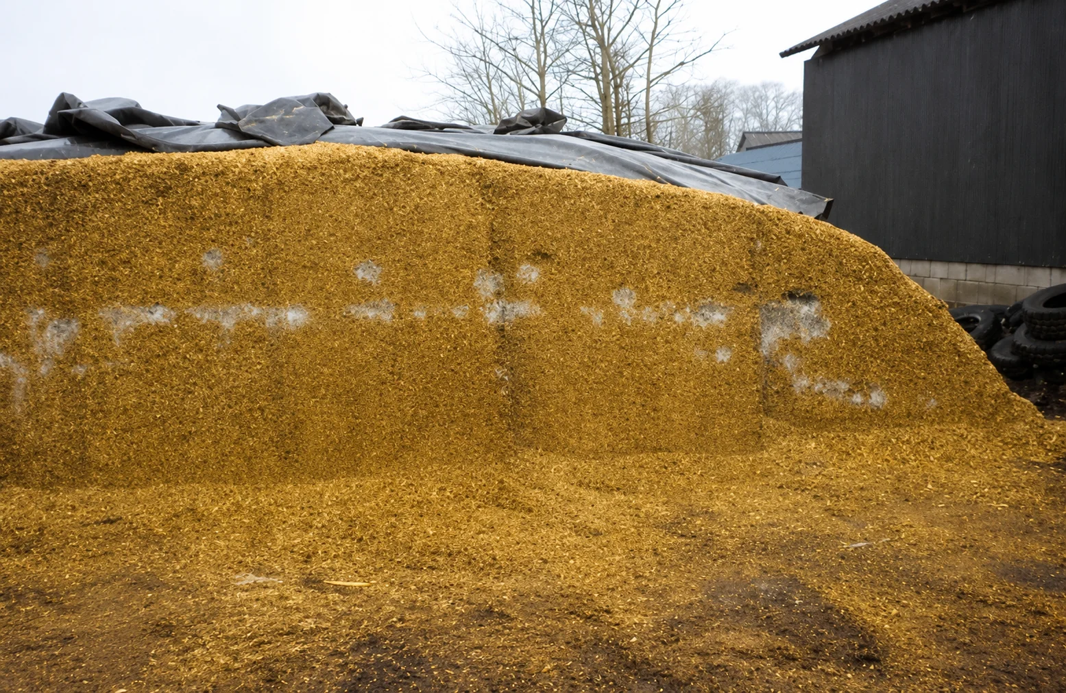 Kuilschimmels, oefenbeeld uit de AgriLearn-beeldenbank