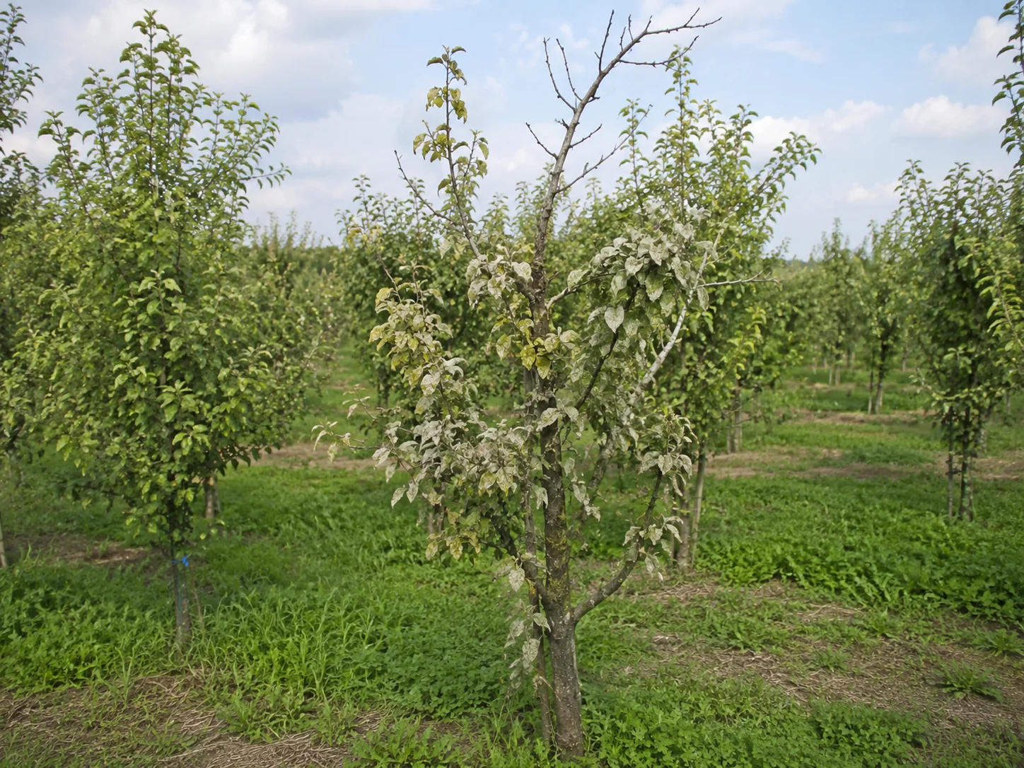 Loodglans, oefenbeeld uit de AgriLearn-beeldenbank