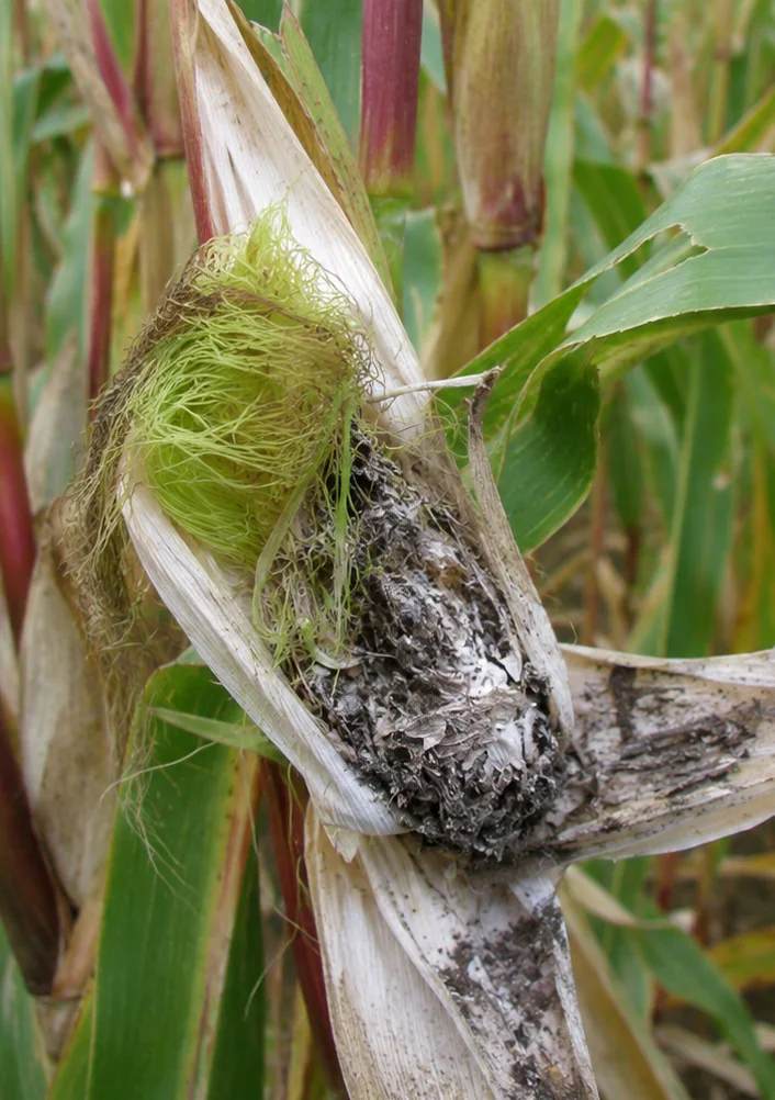 Maiskopbrand, oefenbeeld uit de AgriLearn-beeldenbank