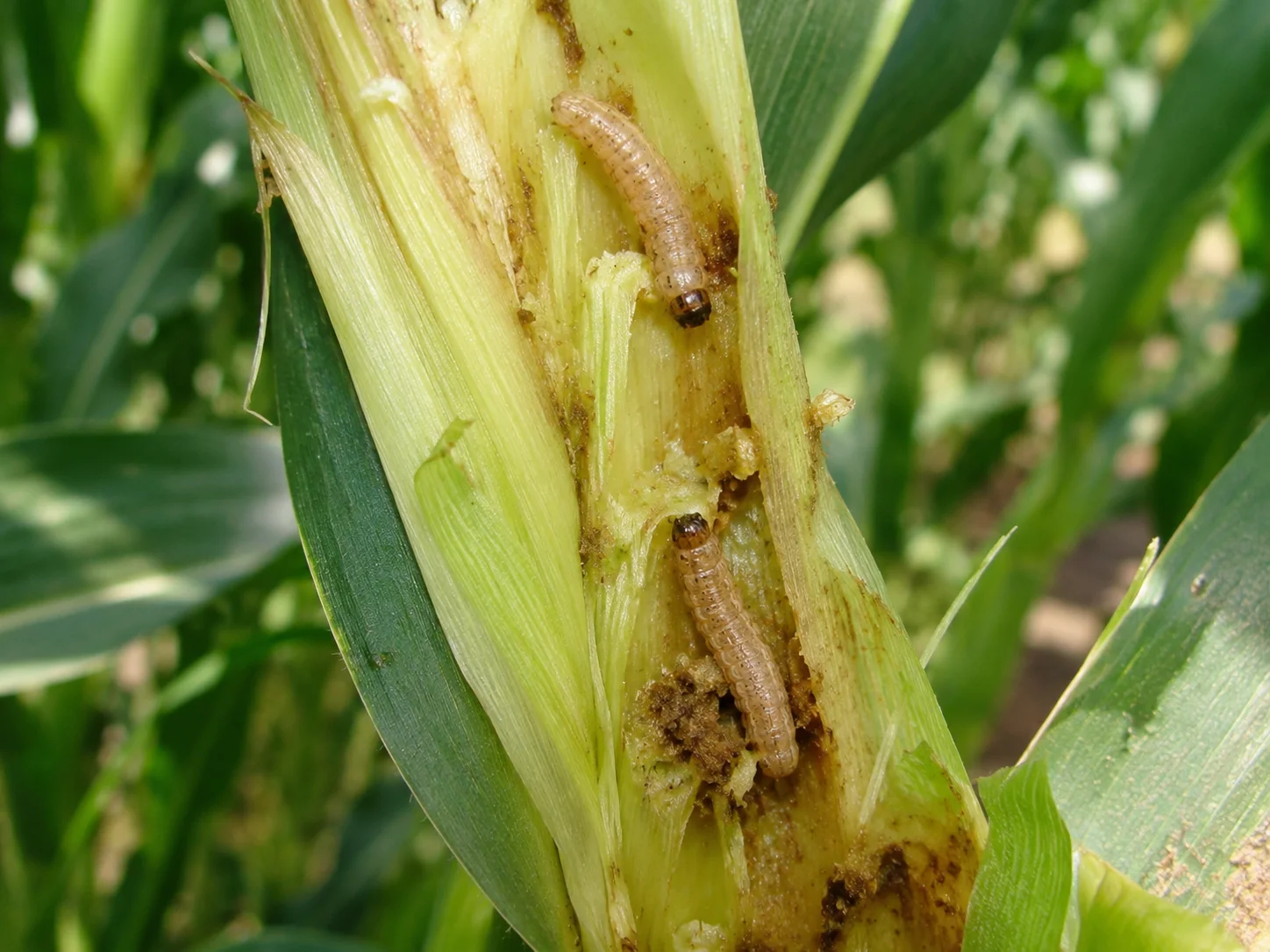 Maisstengelboorder, oefenbeeld uit de AgriLearn-beeldenbank