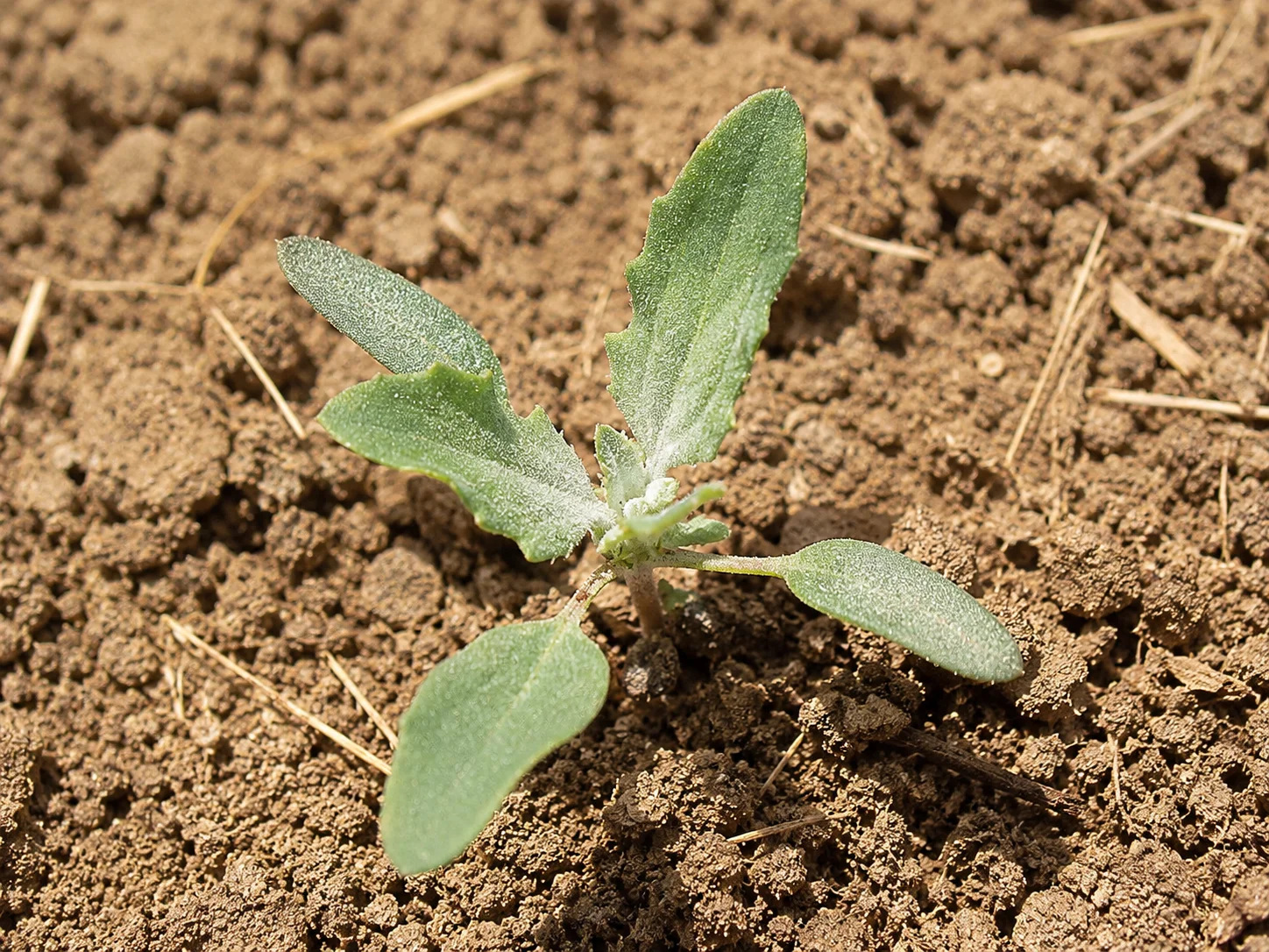 Melganzenvoet, oefenbeeld uit de AgriLearn-beeldenbank