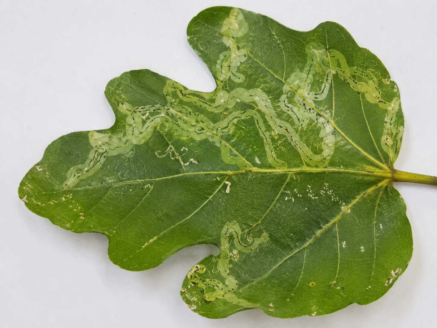 Mineervlieg - bladgewassen, oefenbeeld uit de AgriLearn-beeldenbank