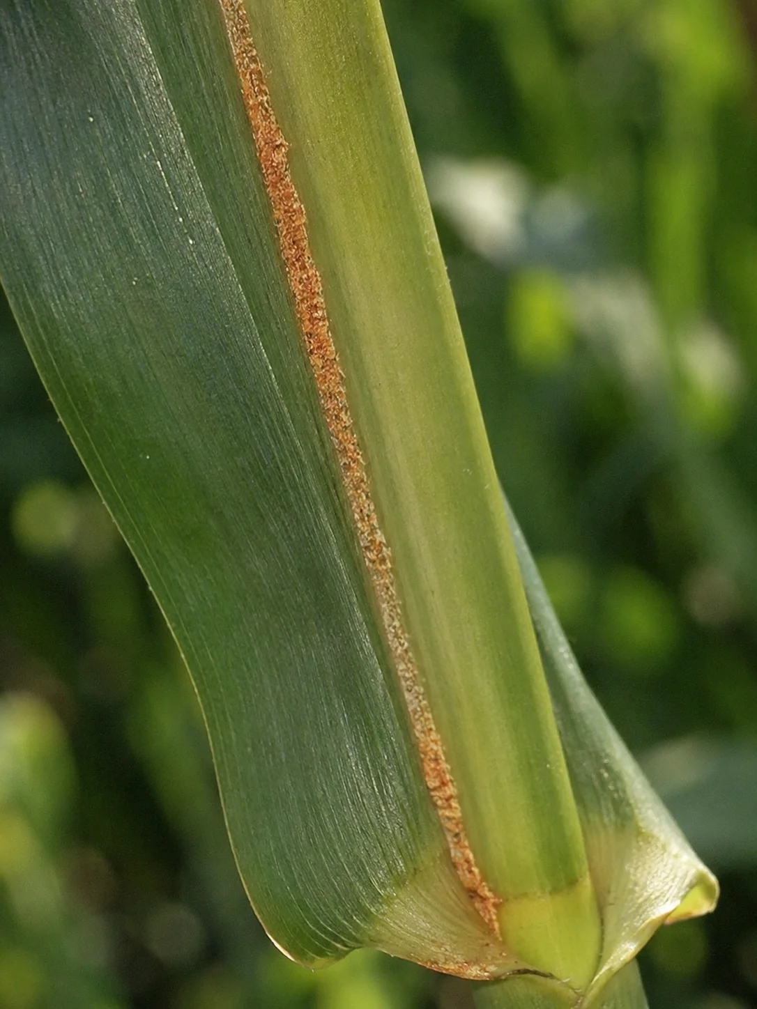 Narcismijt, oefenbeeld uit de AgriLearn-beeldenbank