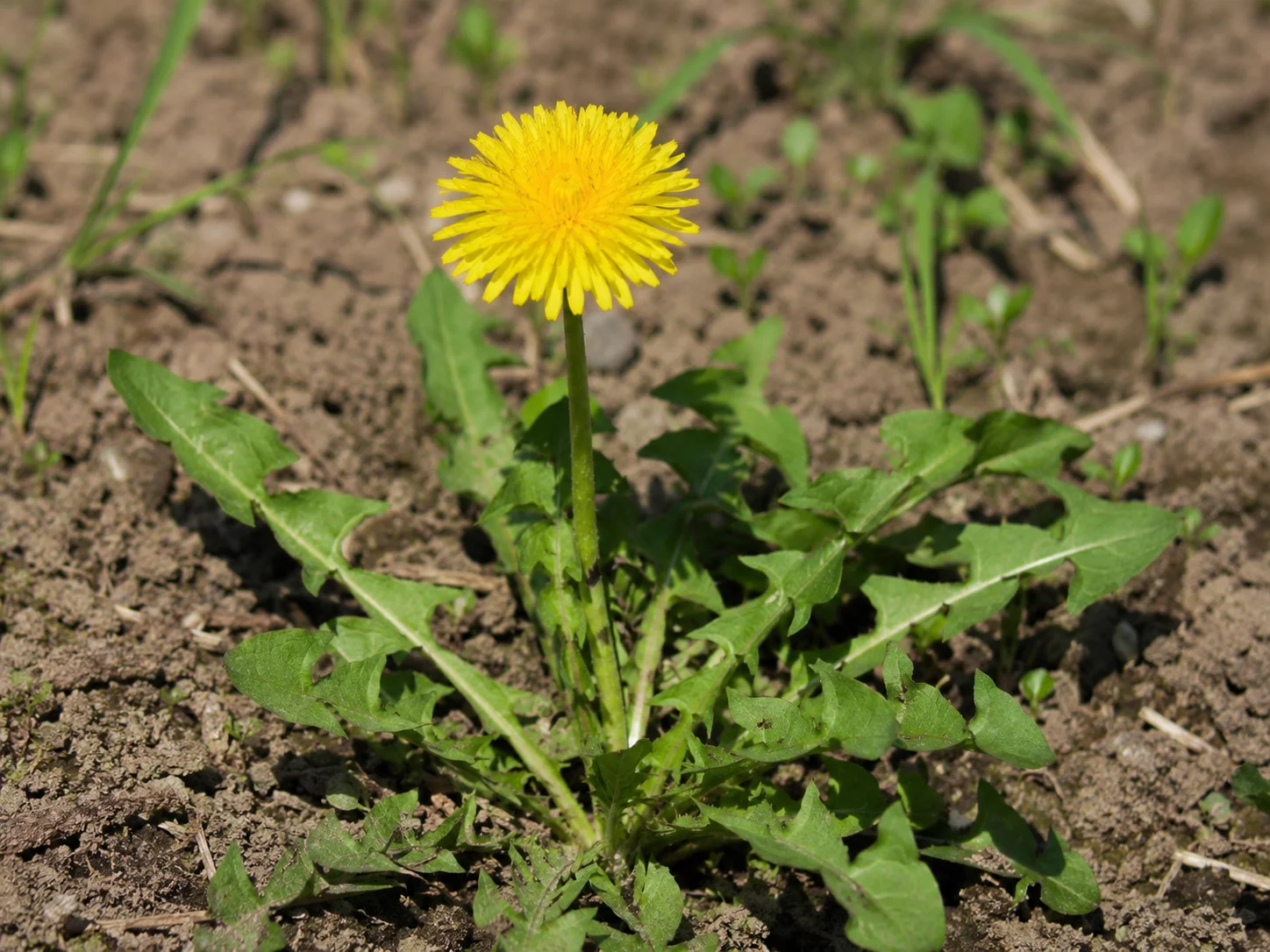 Paardenbloem, oefenbeeld uit de AgriLearn-beeldenbank