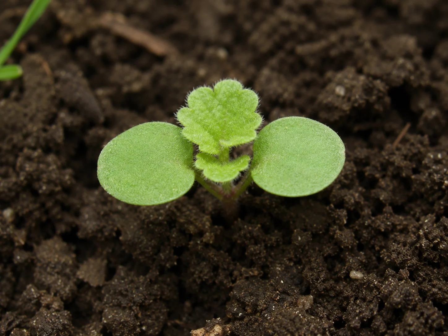 Paarse dovenetel, oefenbeeld uit de AgriLearn-beeldenbank
