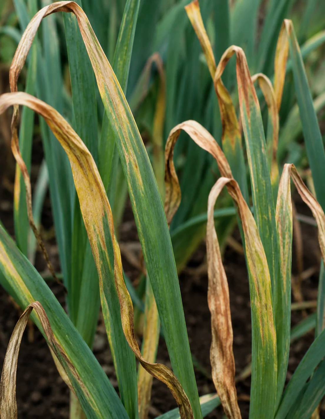 Papiervlekkenziekte ui, oefenbeeld uit de AgriLearn-beeldenbank