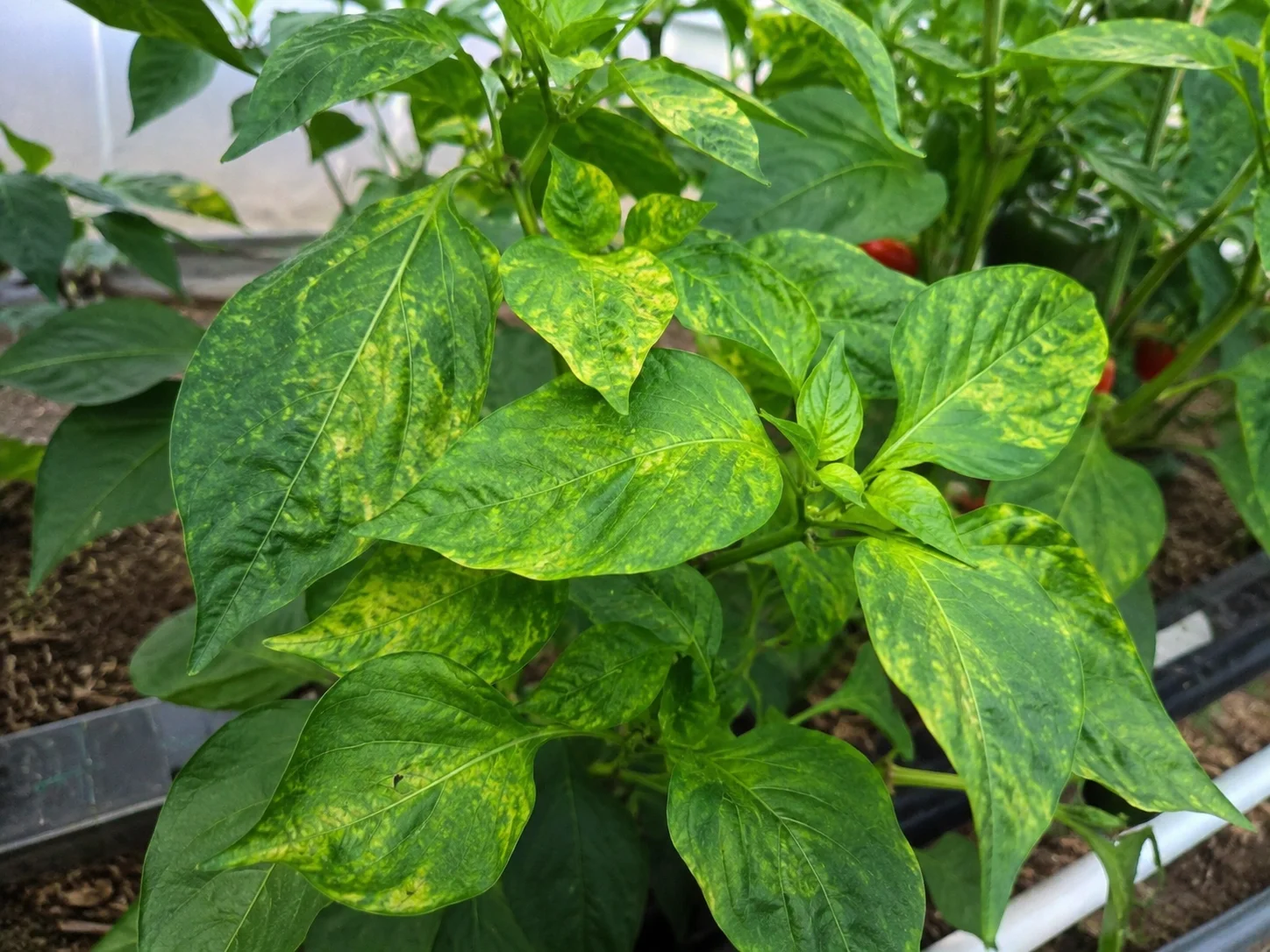 Paprikamozaïekvirus, oefenbeeld uit de AgriLearn-beeldenbank