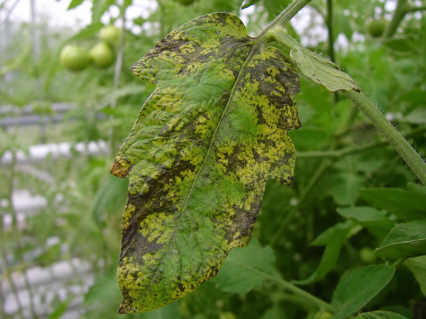 Pepinomozaïekvirus, oefenbeeld uit de AgriLearn-beeldenbank