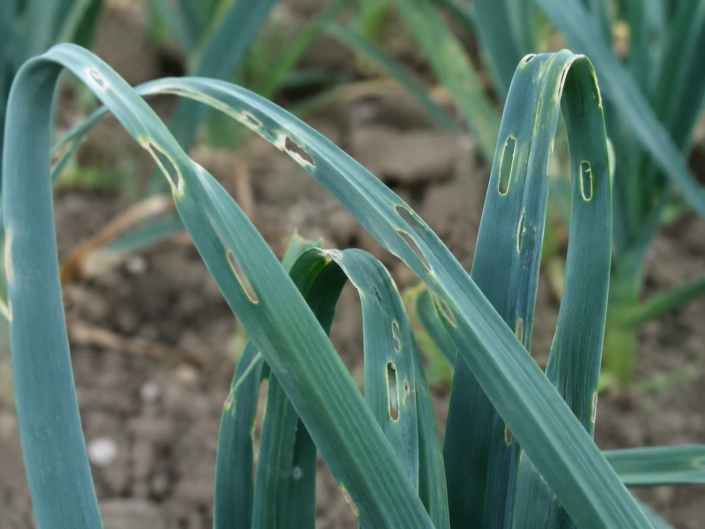 Preimot, oefenbeeld uit de AgriLearn-beeldenbank