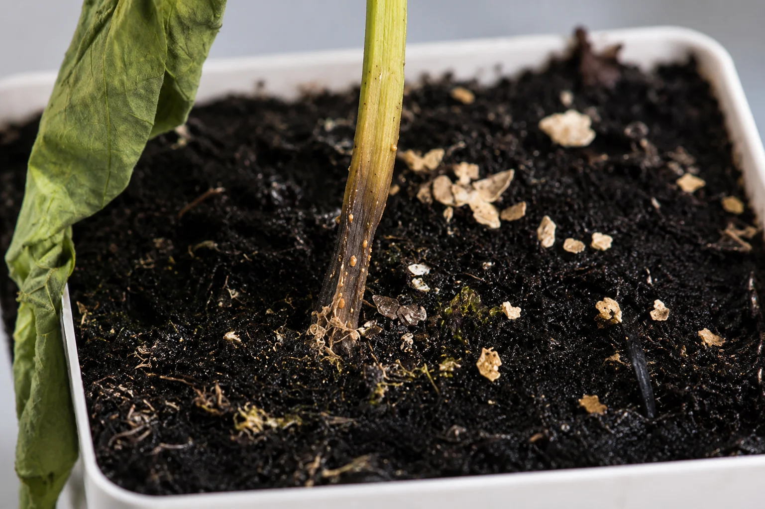 Pythium voet- en wortelrot - komkommer, oefenbeeld uit de AgriLearn-beeldenbank