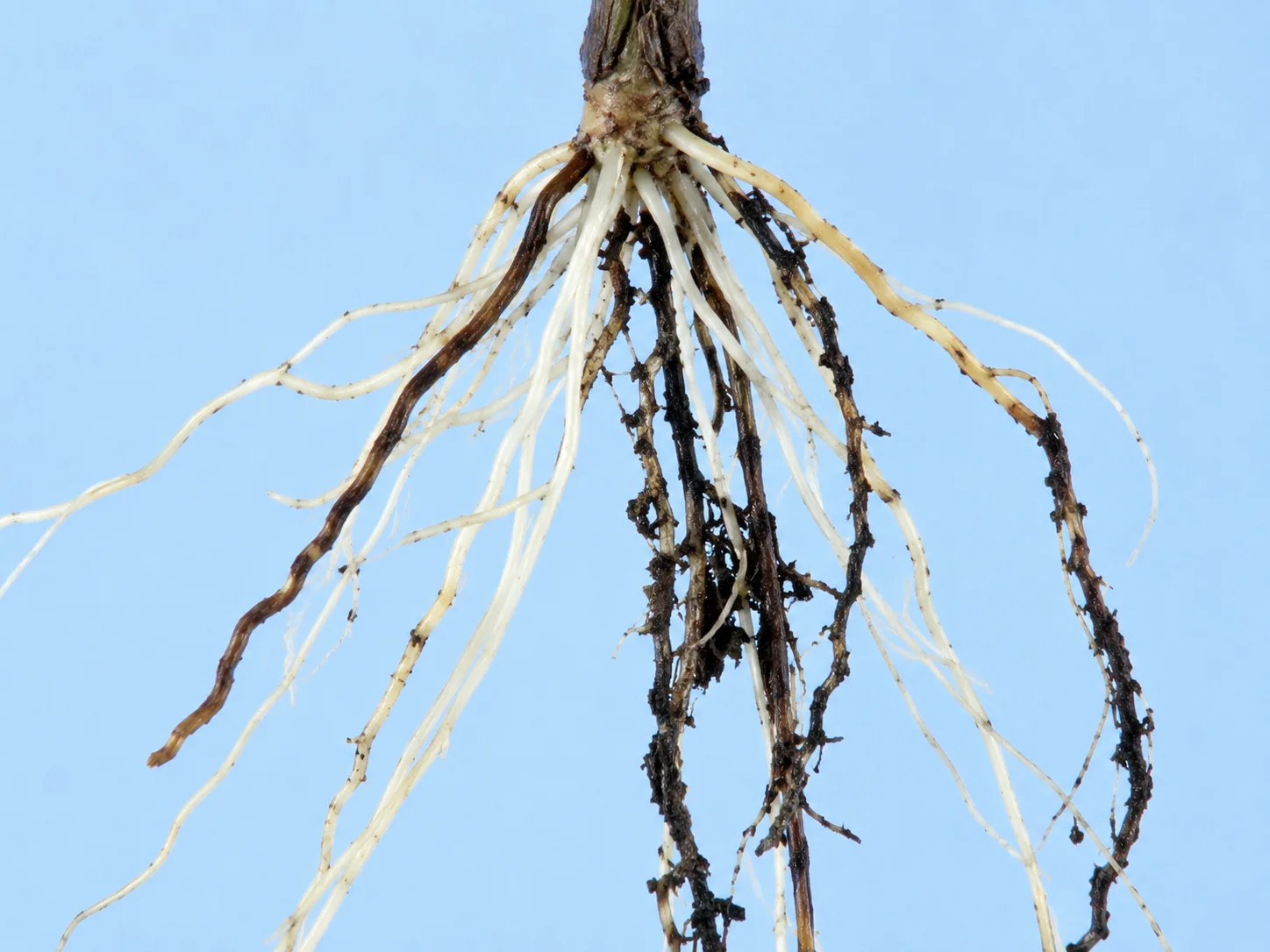 Pythium voet- en wortelrot, oefenbeeld uit de AgriLearn-beeldenbank