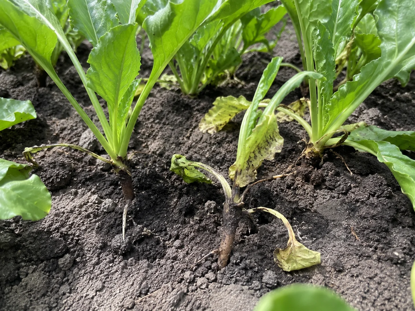 Rhizoctonia - biet, oefenbeeld uit de AgriLearn-beeldenbank