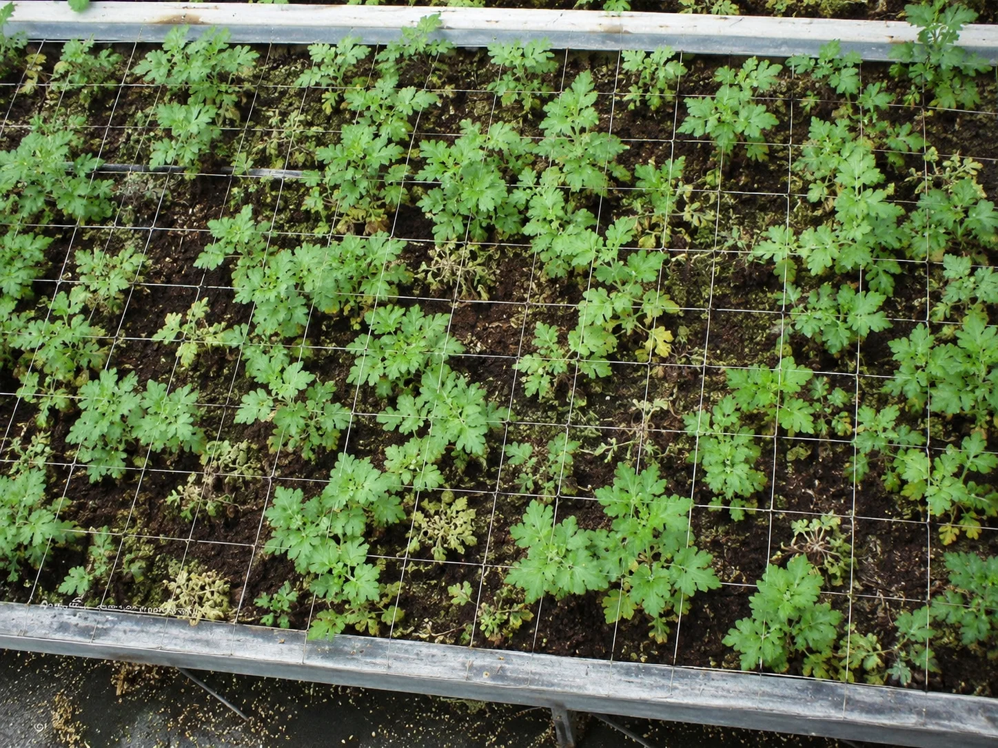 Rhizoctonia broeipoten, oefenbeeld uit de AgriLearn-beeldenbank