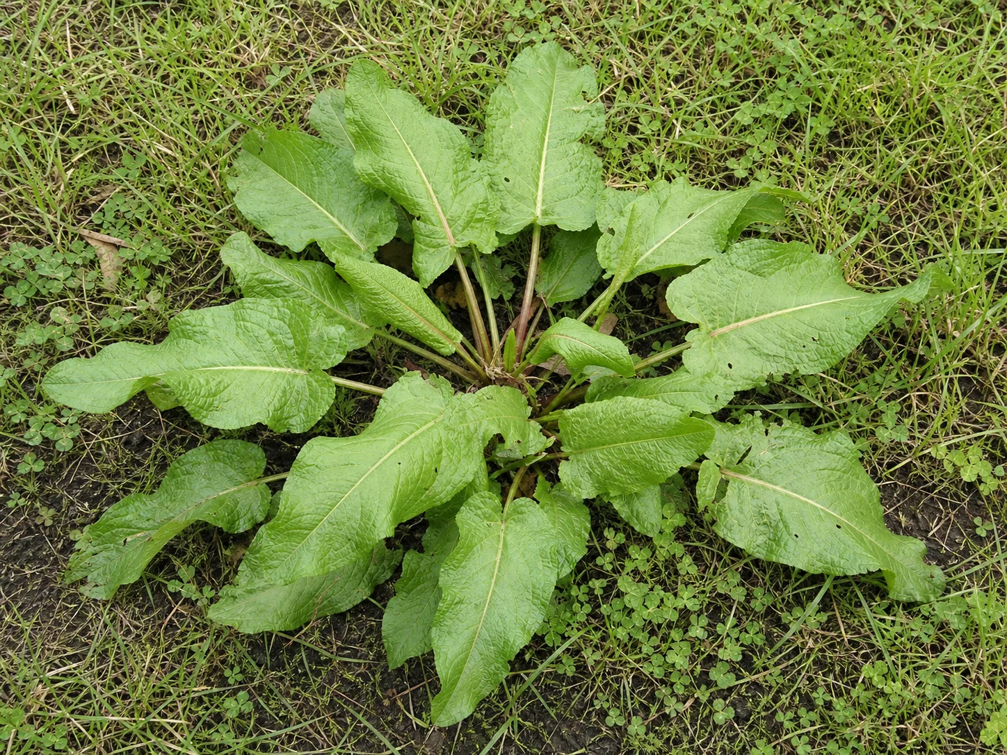 Ridderzuring, oefenbeeld uit de AgriLearn-beeldenbank