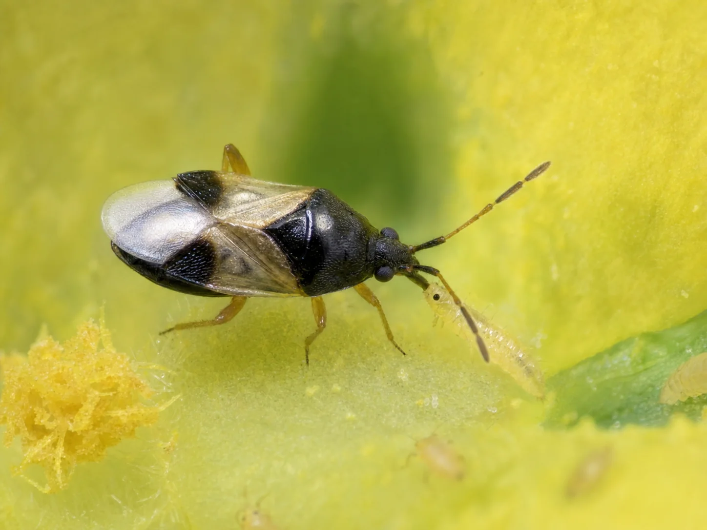 Roofwantsen - of bloemwantsen, oefenbeeld uit de AgriLearn-beeldenbank