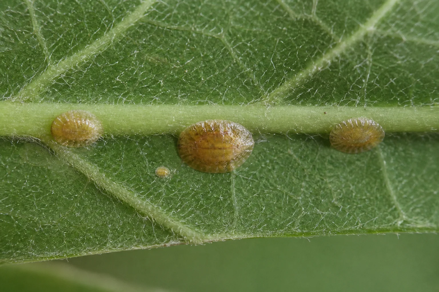 Schildluis - algemeen, oefenbeeld uit de AgriLearn-beeldenbank