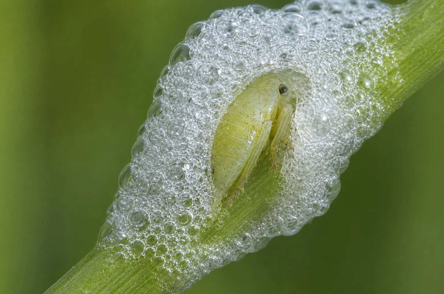 Schuimcicade, oefenbeeld uit de AgriLearn-beeldenbank