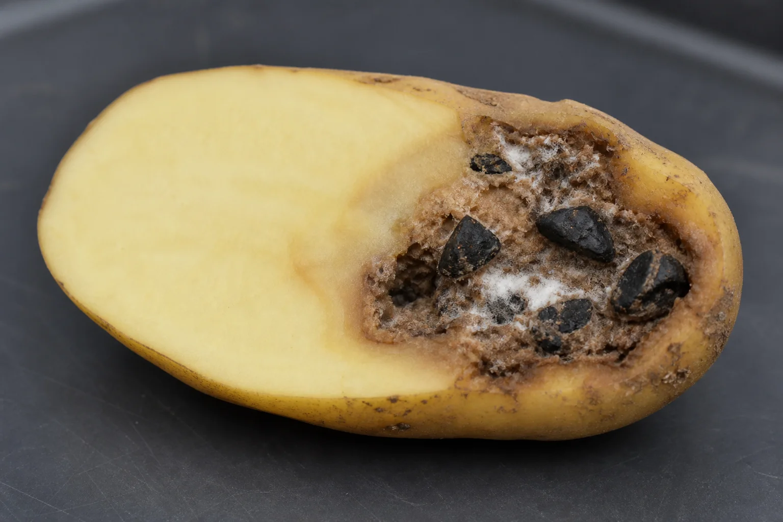 Sclerotienrot of rattenkeutelziekte - aardappel, oefenbeeld uit de AgriLearn-beeldenbank