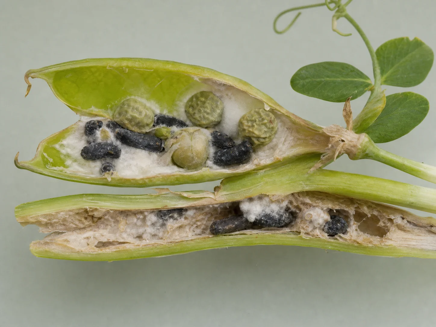 Sclerotienrot - rattenkeutelziekte - erwten, oefenbeeld uit de AgriLearn-beeldenbank
