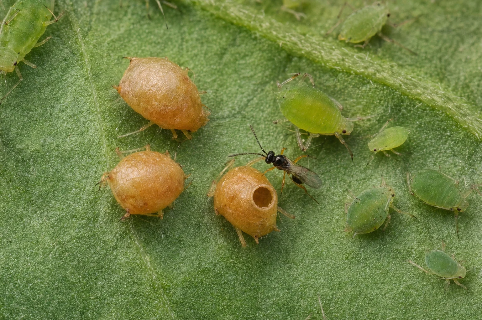 Sluipwesp - Aphidius, oefenbeeld uit de AgriLearn-beeldenbank