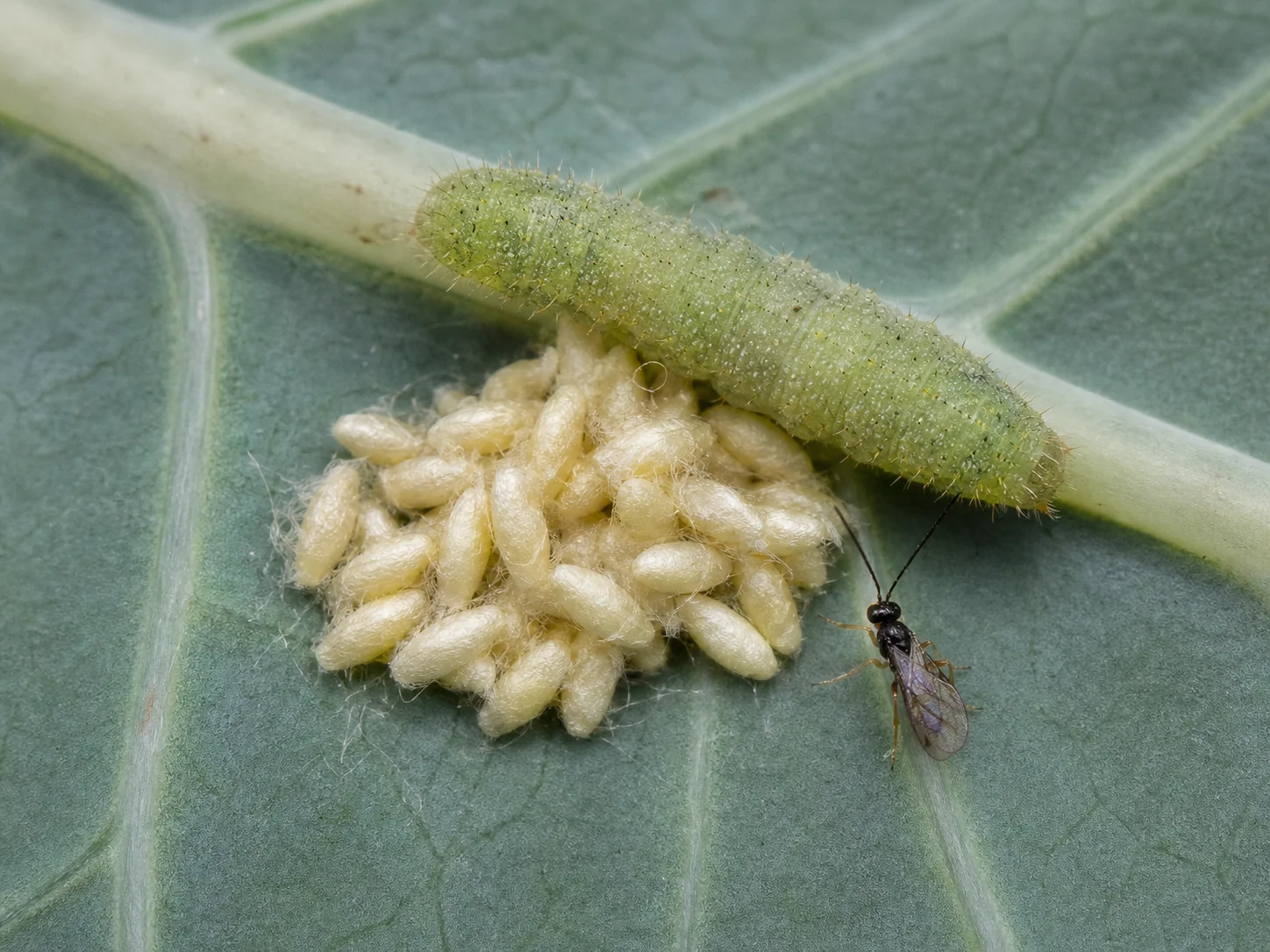 Sluipwespen, oefenbeeld uit de AgriLearn-beeldenbank