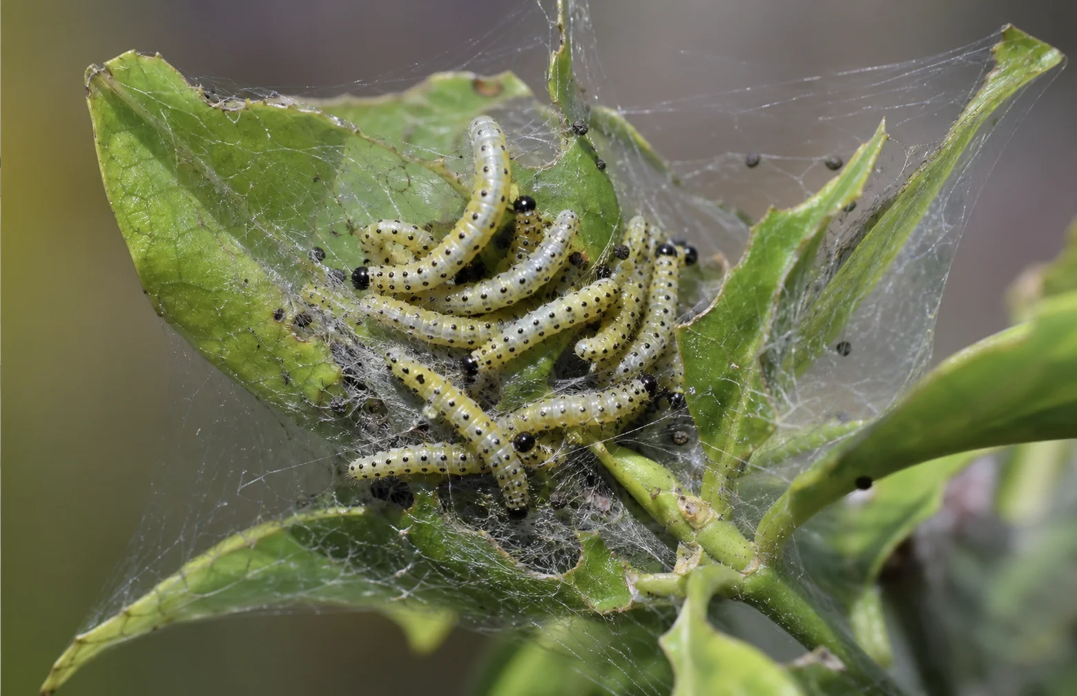 Spinselmot, oefenbeeld uit de AgriLearn-beeldenbank