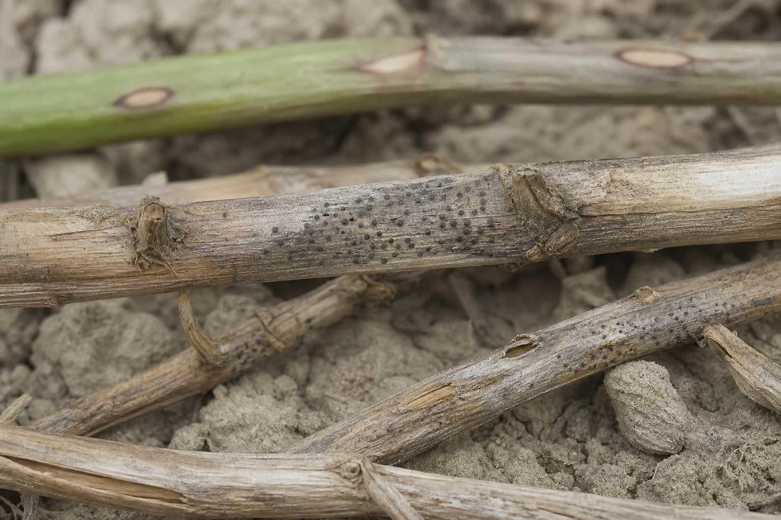 Stemphylium, oefenbeeld uit de AgriLearn-beeldenbank