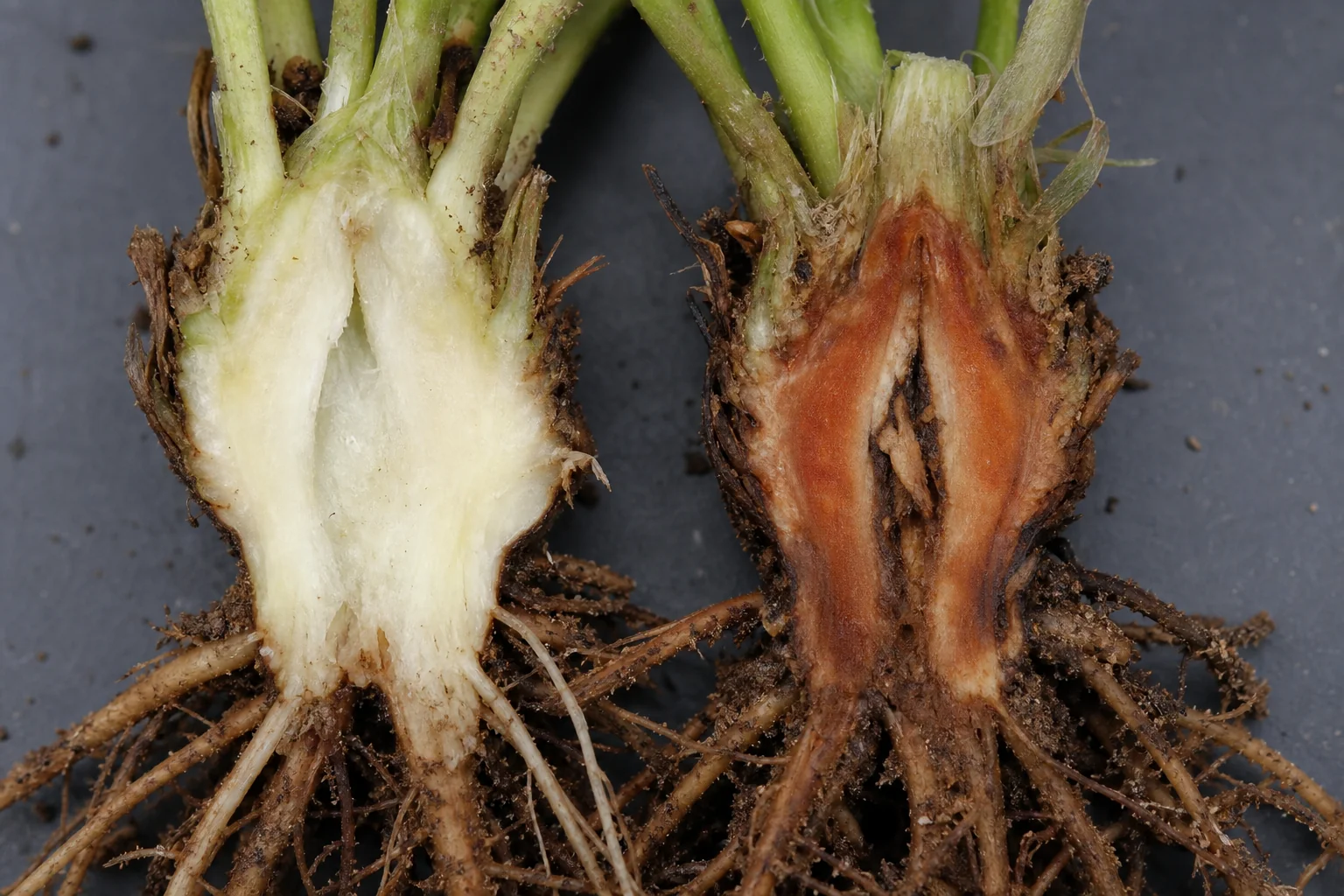 Stengelbasisrot, oefenbeeld uit de AgriLearn-beeldenbank