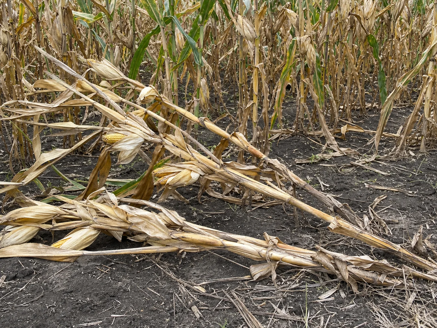 Stengelrot of kolfsteelrot - mais, oefenbeeld uit de AgriLearn-beeldenbank