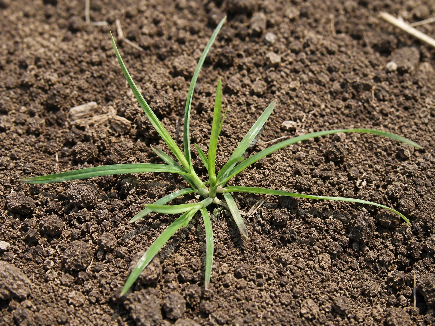 Straatgras, oefenbeeld uit de AgriLearn-beeldenbank