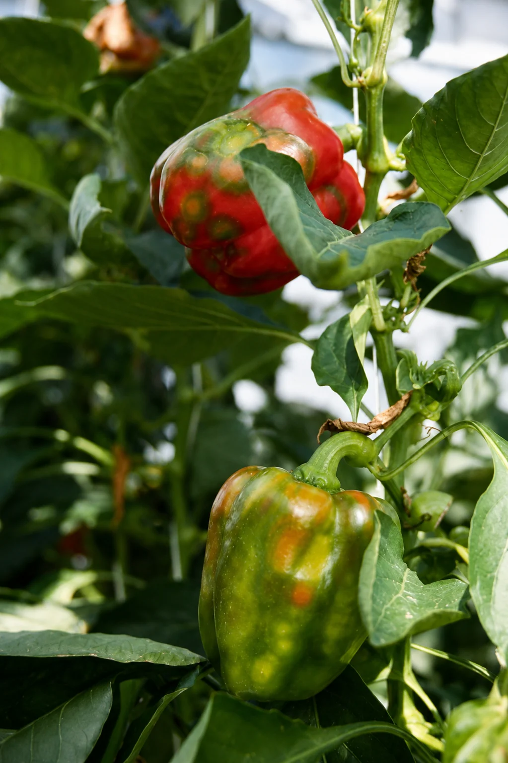 Tomatenbronsvlekkenvirus - paprika, oefenbeeld uit de AgriLearn-beeldenbank