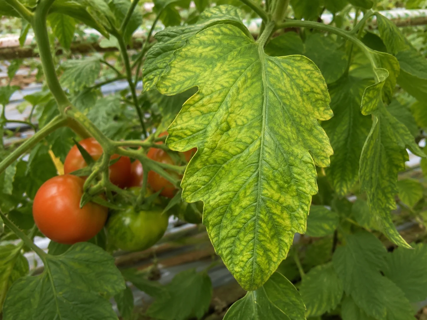 Tomatenchlorosevirus - ToCV, oefenbeeld uit de AgriLearn-beeldenbank