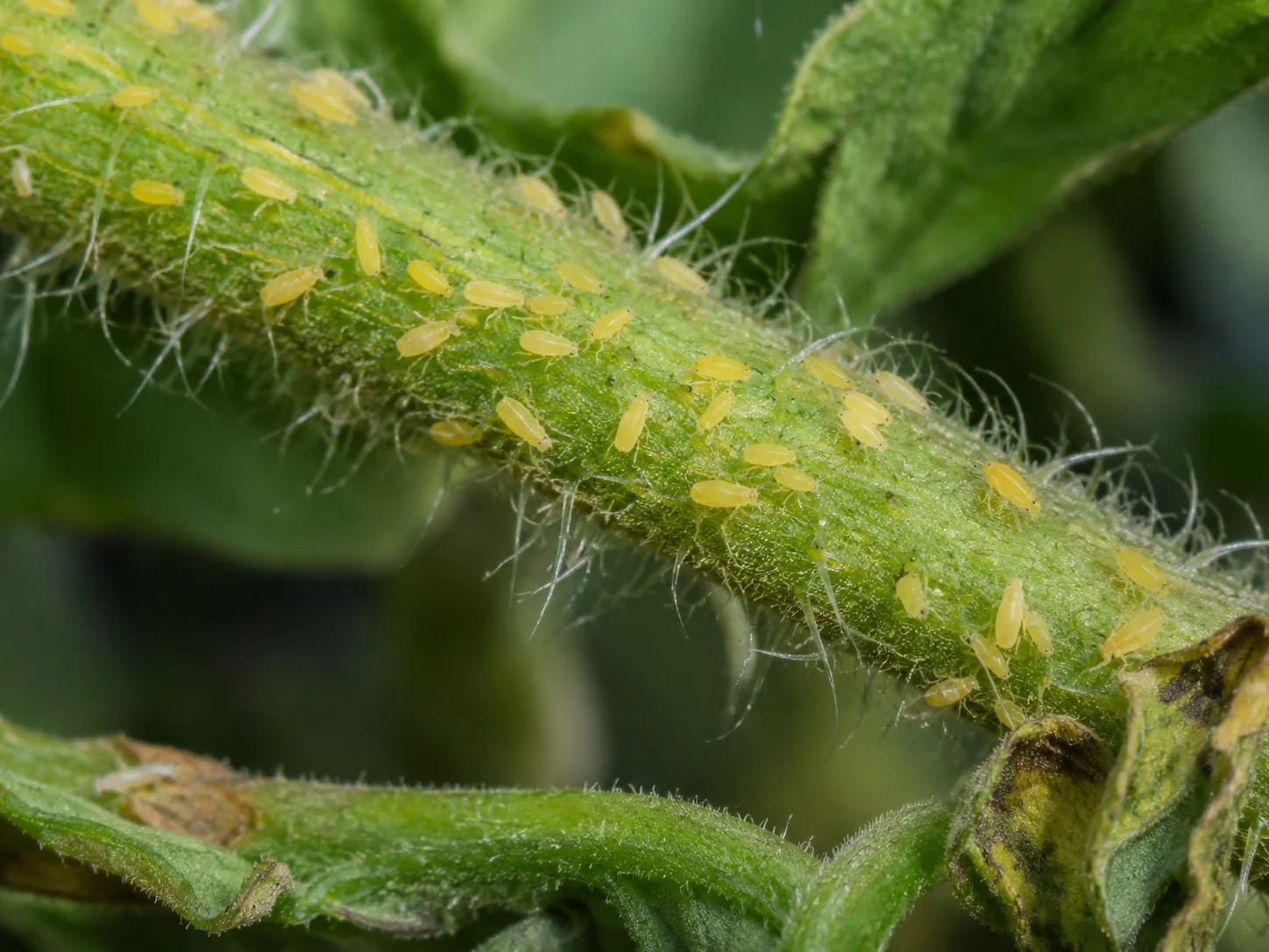 Tomatengalmijt, oefenbeeld uit de AgriLearn-beeldenbank