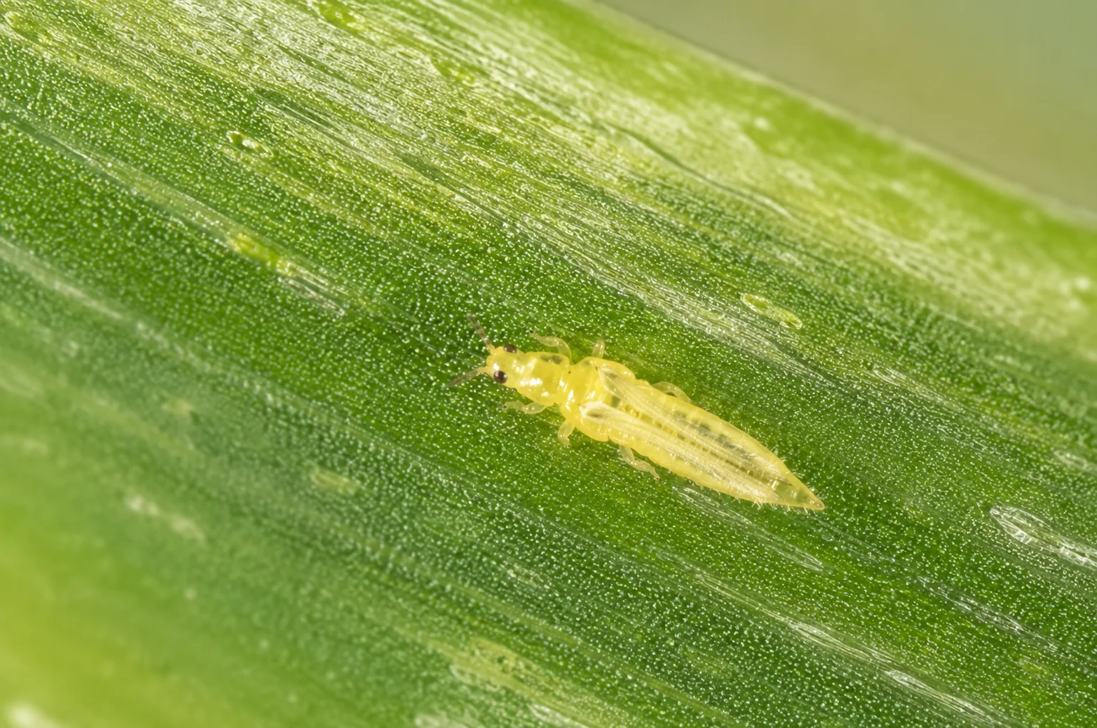 Trips - hyacint, oefenbeeld uit de AgriLearn-beeldenbank