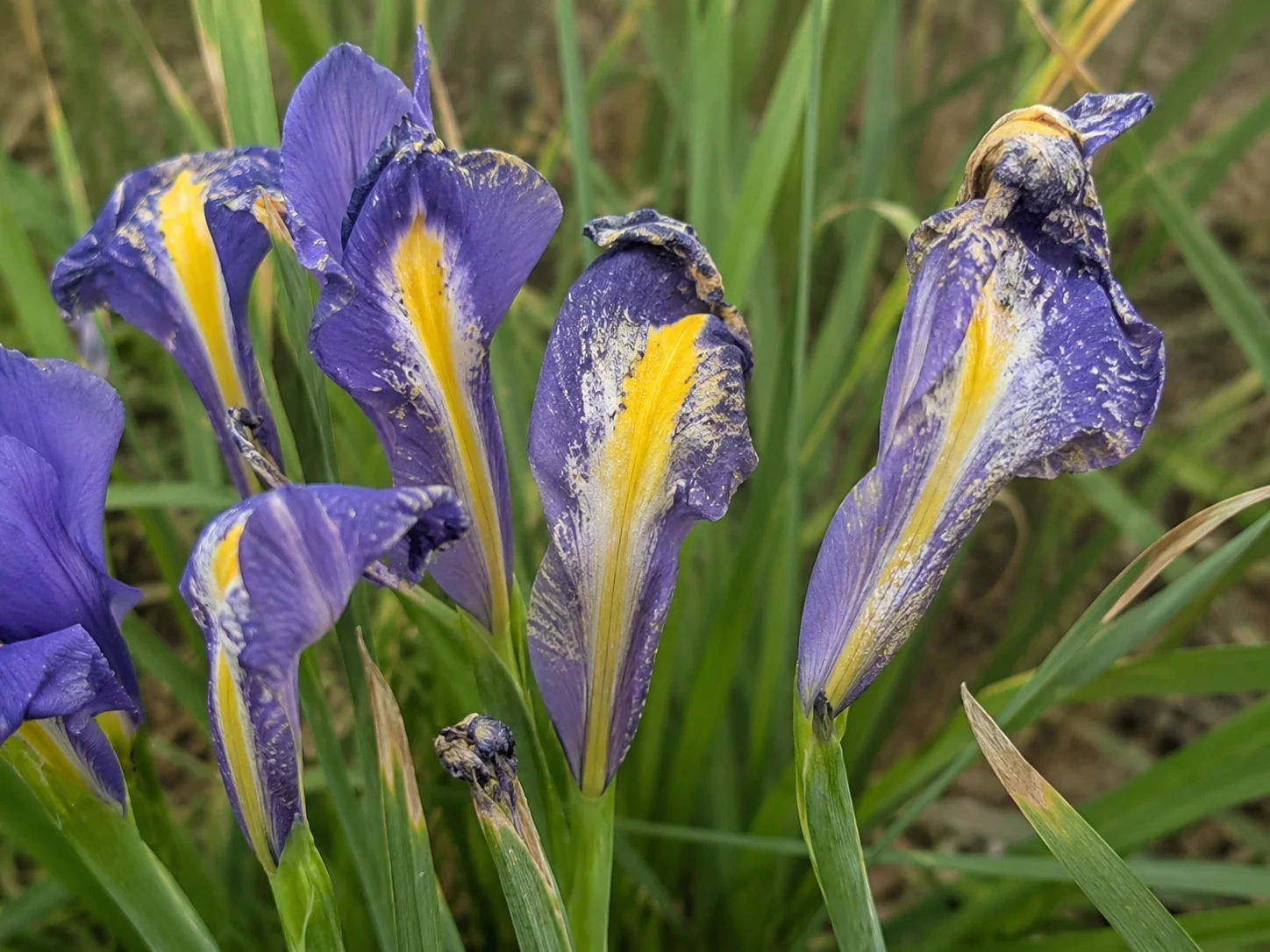 Trips - Iris, oefenbeeld uit de AgriLearn-beeldenbank
