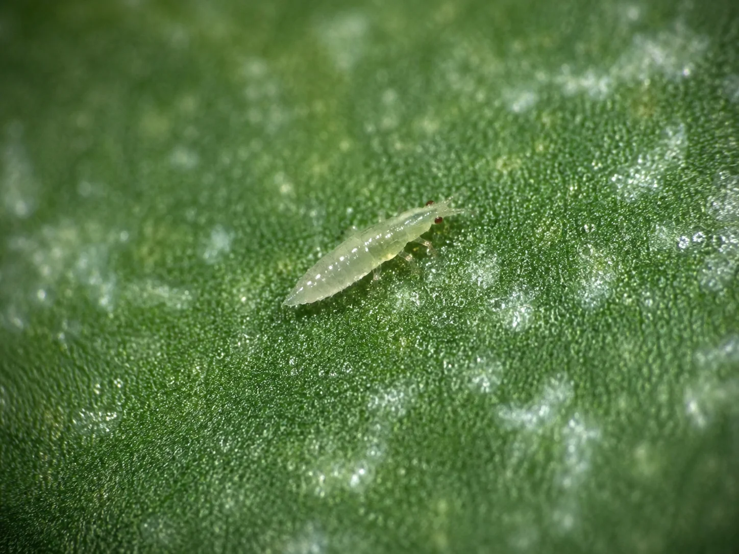 Trips, oefenbeeld uit de AgriLearn-beeldenbank