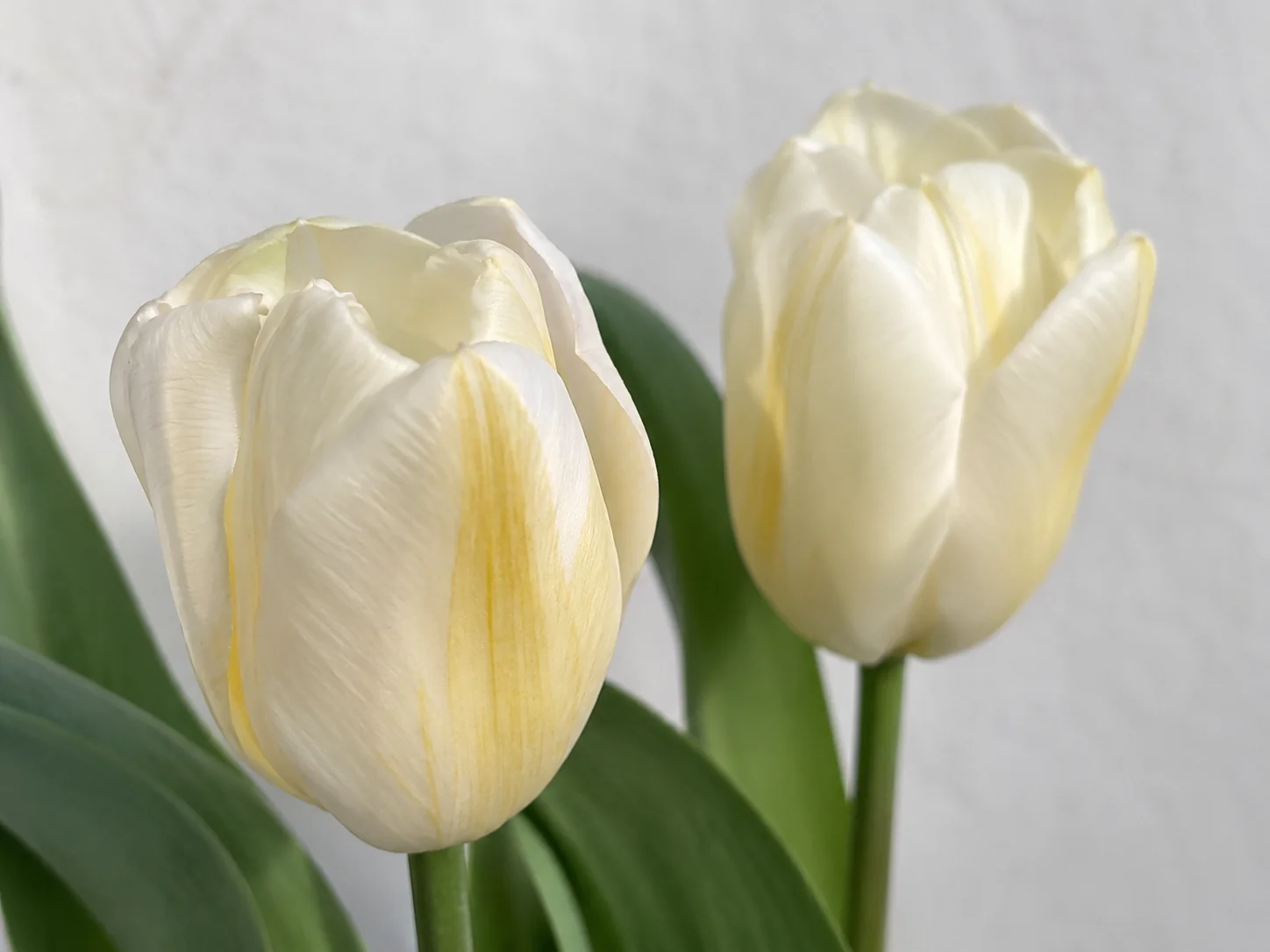 Tulpenmozaïekvirus - TBV, oefenbeeld uit de AgriLearn-beeldenbank