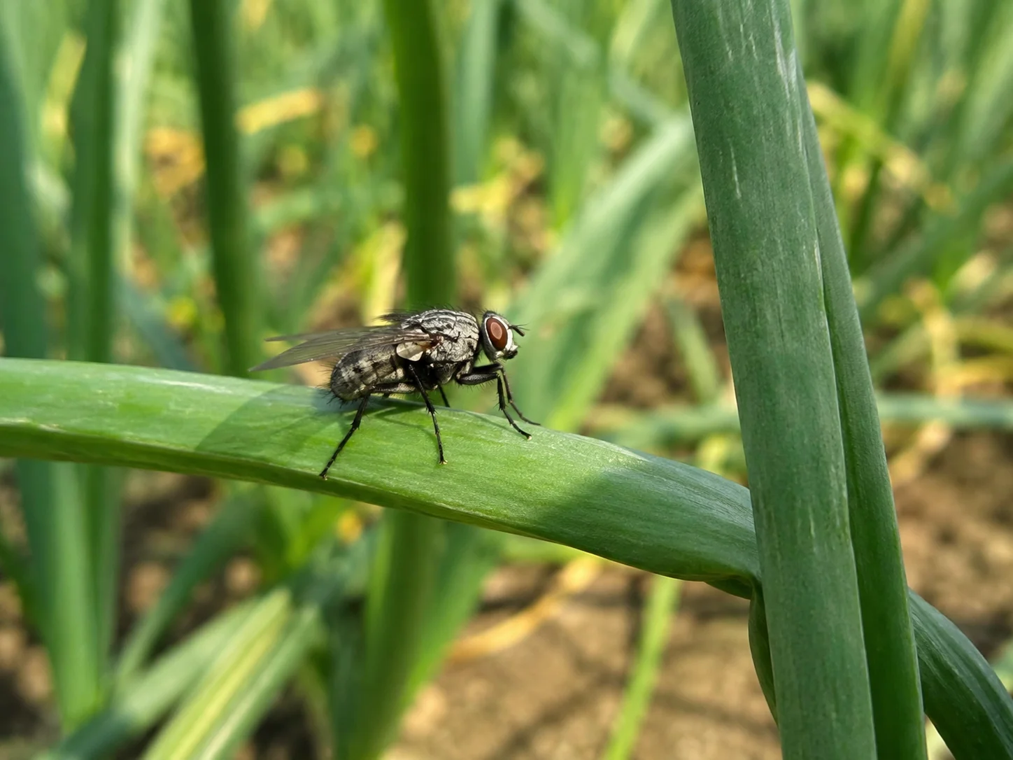 Uienvlieg, oefenbeeld uit de AgriLearn-beeldenbank