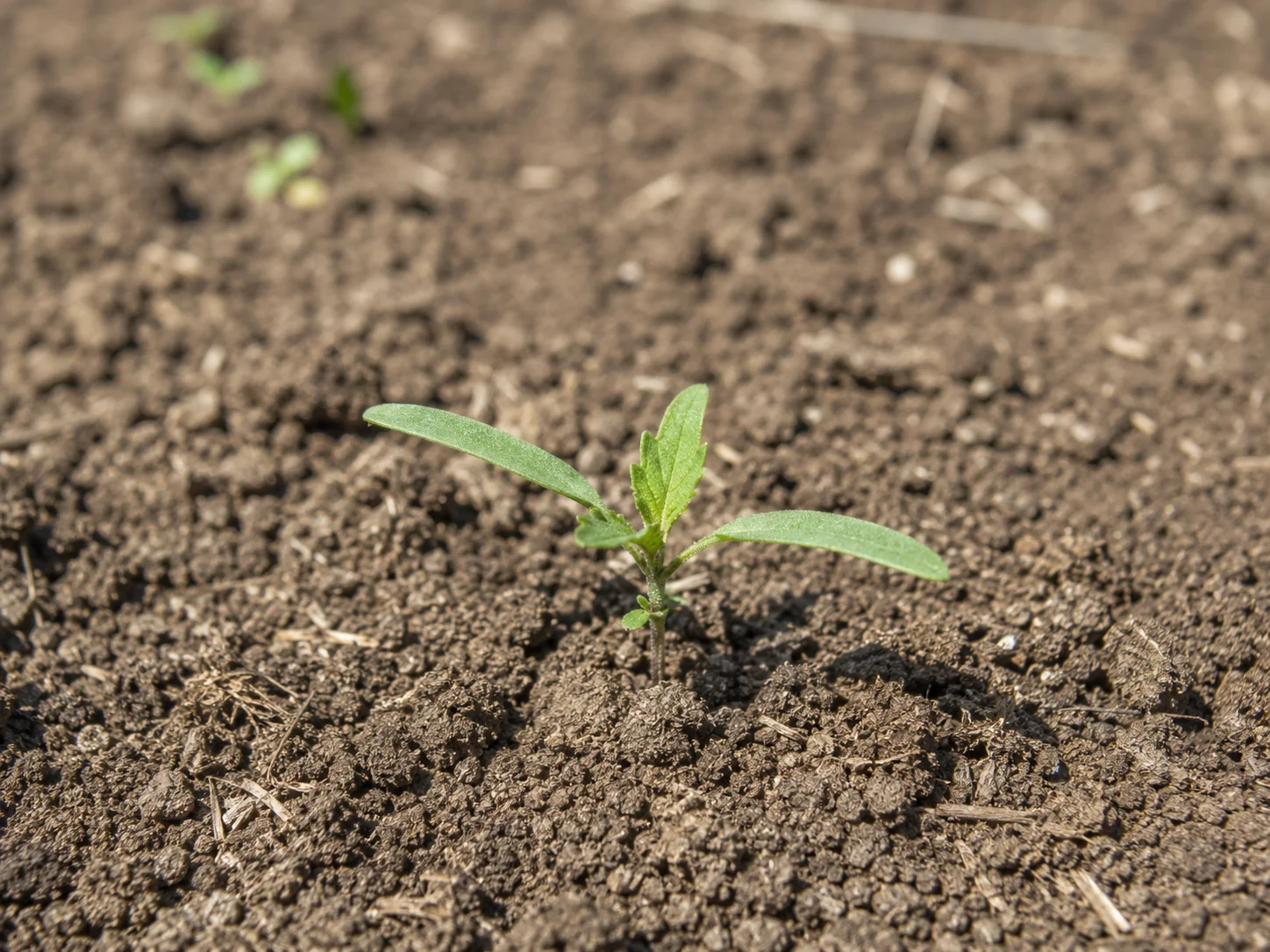 Uitstaande melde, oefenbeeld uit de AgriLearn-beeldenbank