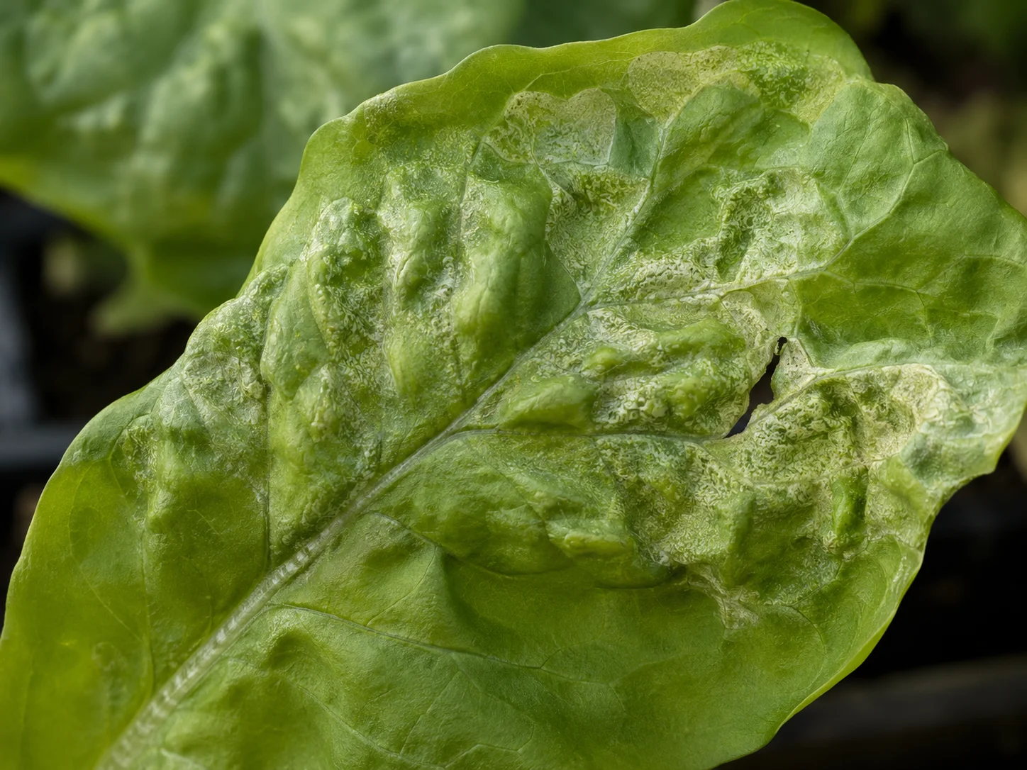 Valse meeldauw - sla, oefenbeeld uit de AgriLearn-beeldenbank