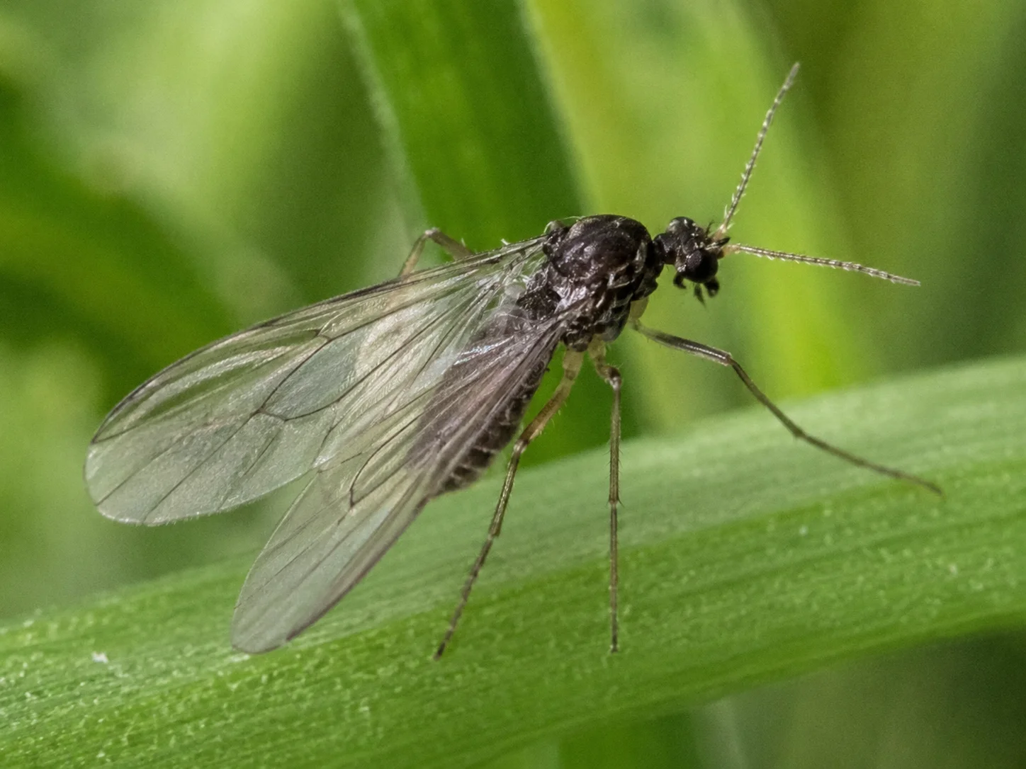 Varenrouwmug, oefenbeeld uit de AgriLearn-beeldenbank