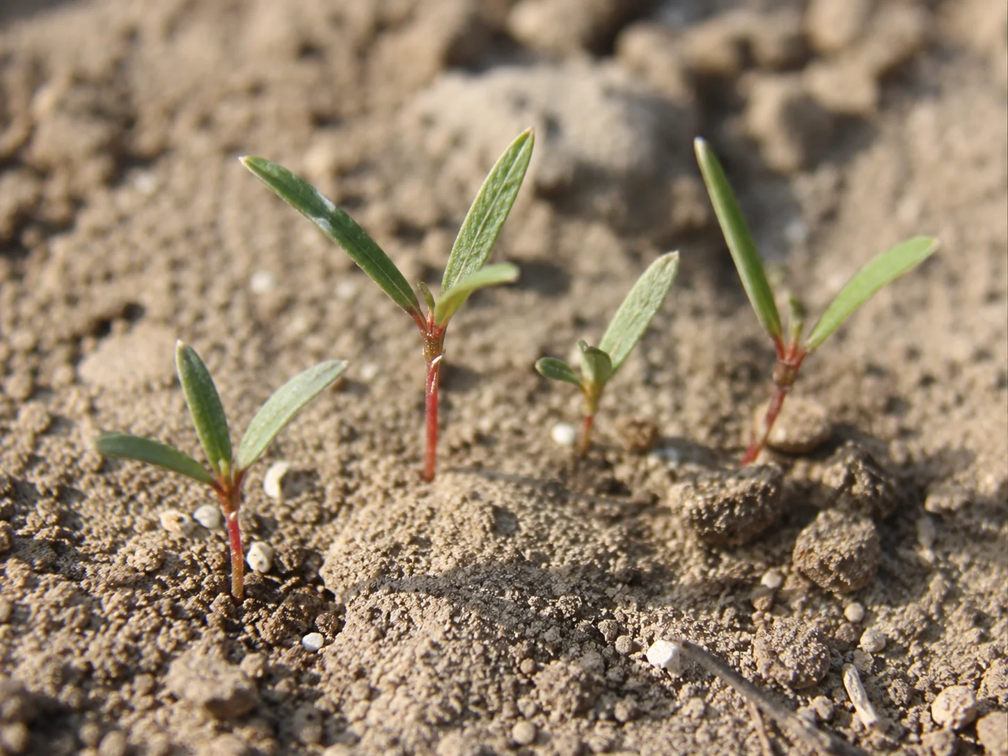 Varkensgras, oefenbeeld uit de AgriLearn-beeldenbank