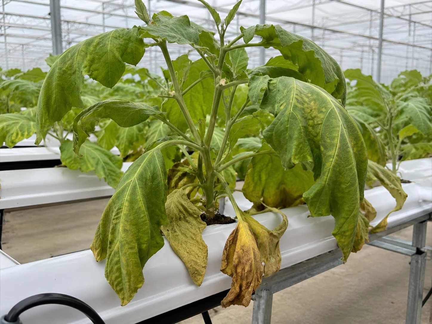 Verticillium-verwelkingsziekte of slaapziekte - glasgroenten, oefenbeeld uit de AgriLearn-beeldenbank