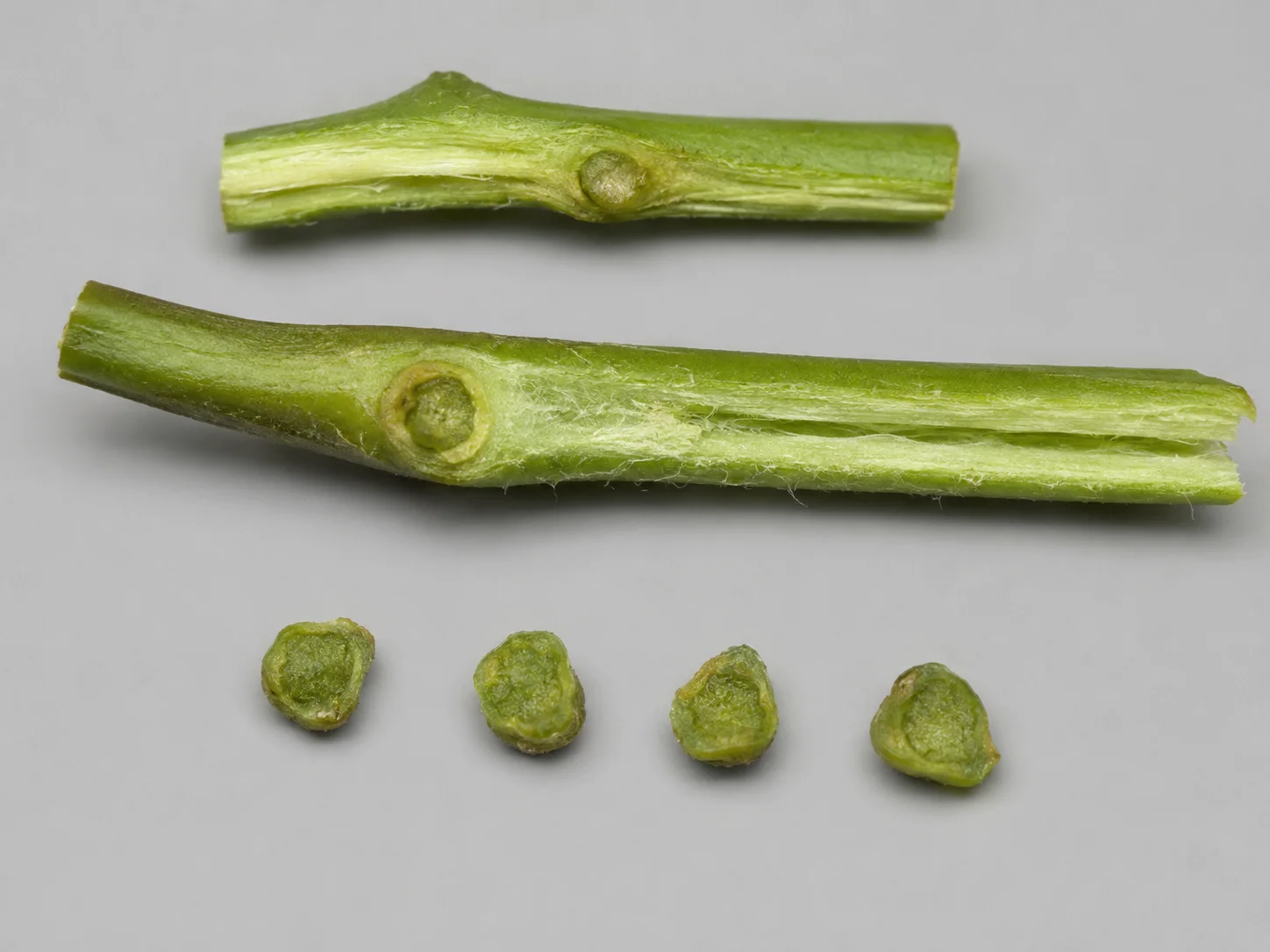 Verticillium-verwelkingsziekte of slaapziekte - tomaat, oefenbeeld uit de AgriLearn-beeldenbank