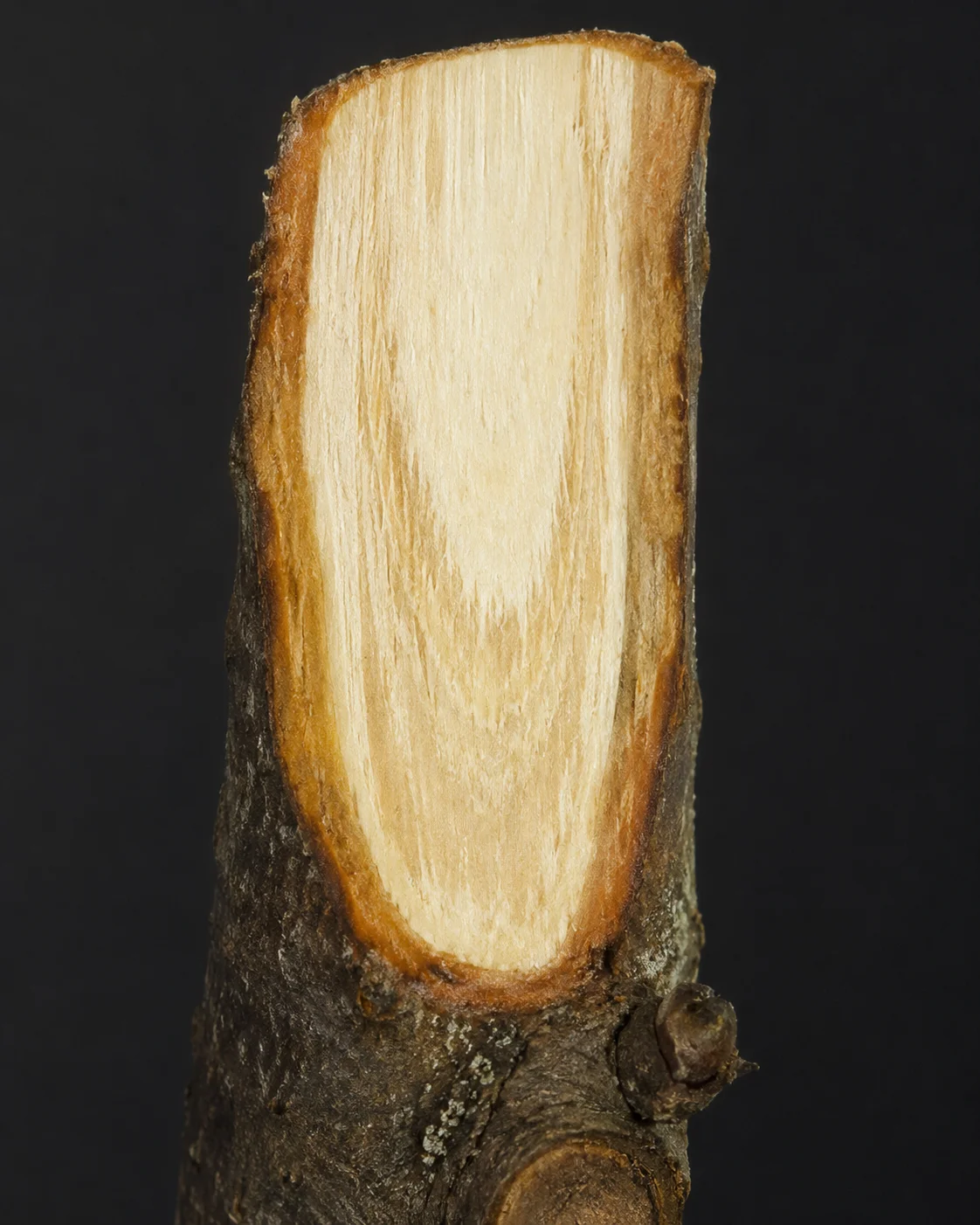 Verticillium-verwelkingsziekte, oefenbeeld uit de AgriLearn-beeldenbank